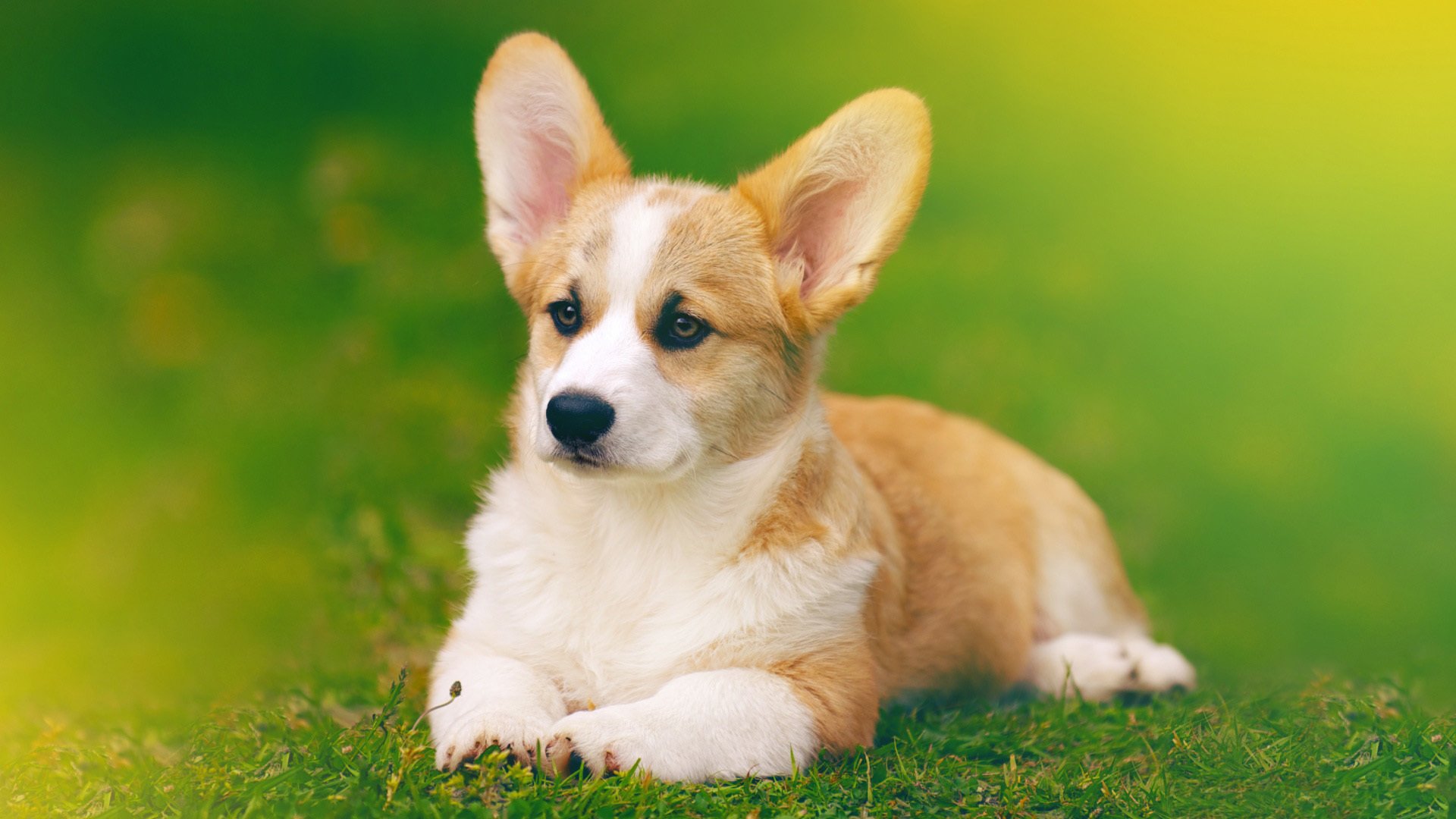 萌宠,动物,狗,汪星人,柯基