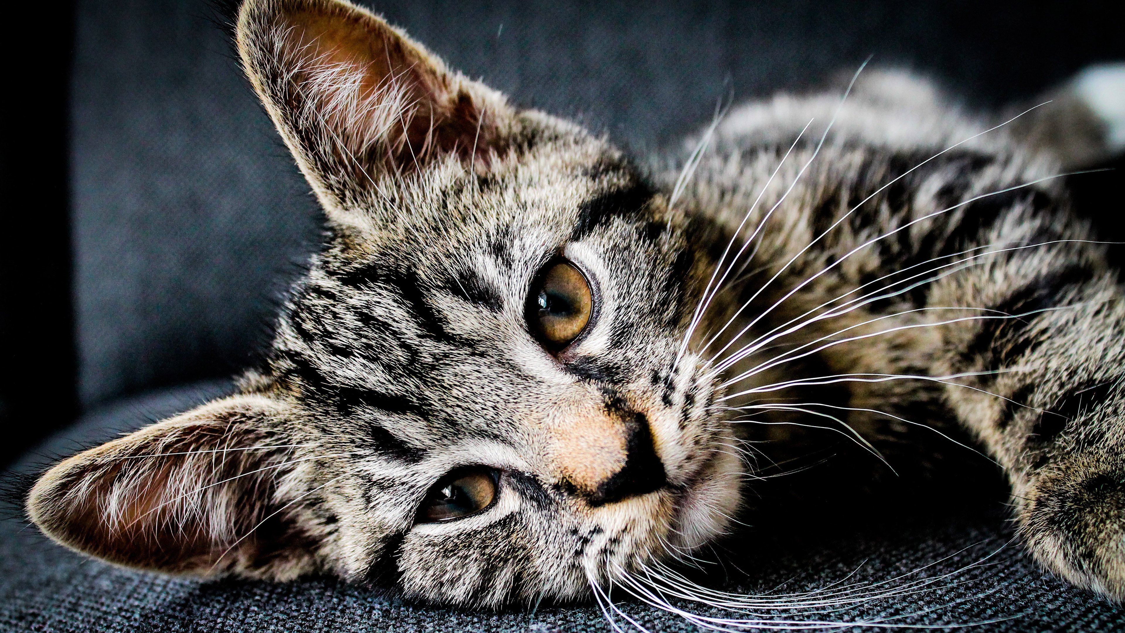 萌宠,动物,猫,喵星人