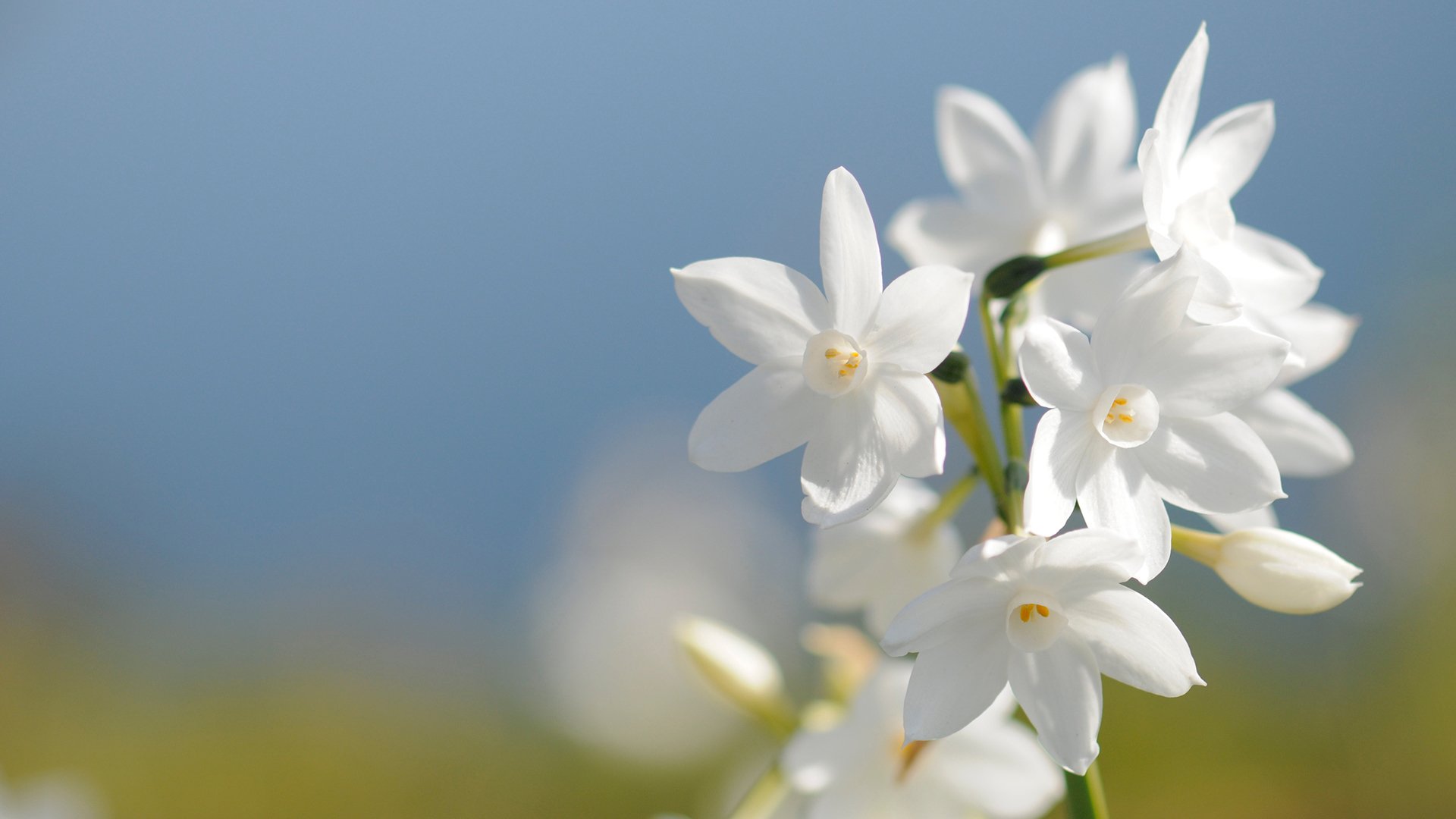 小清新,花卉,水仙花