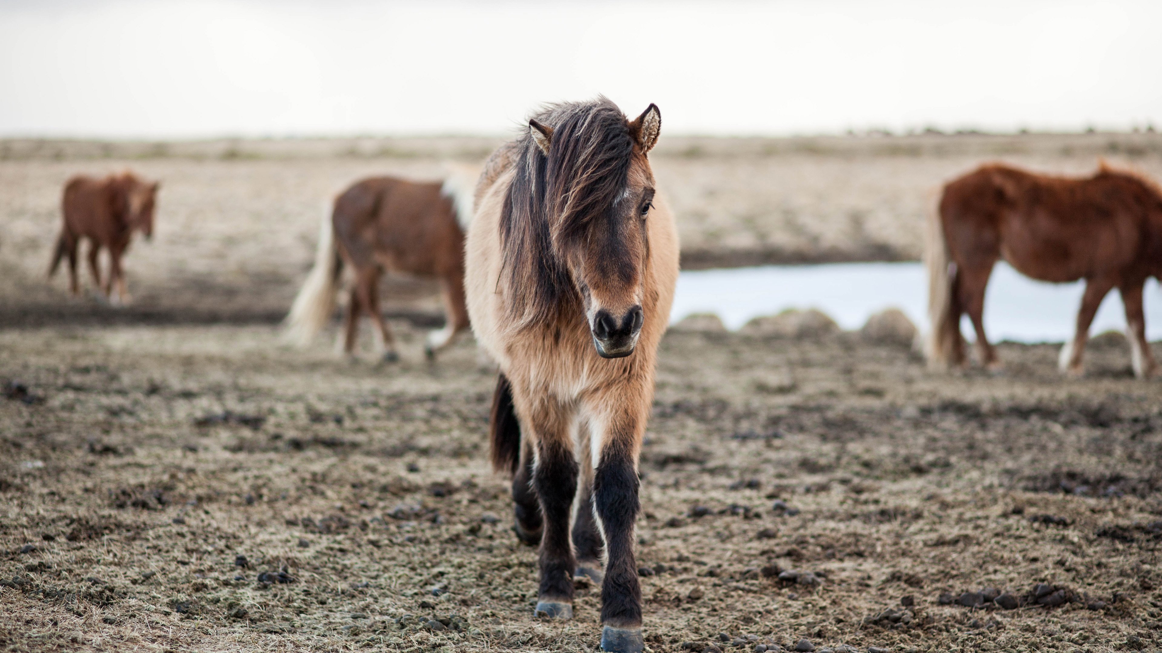 动物,野生动物,野马