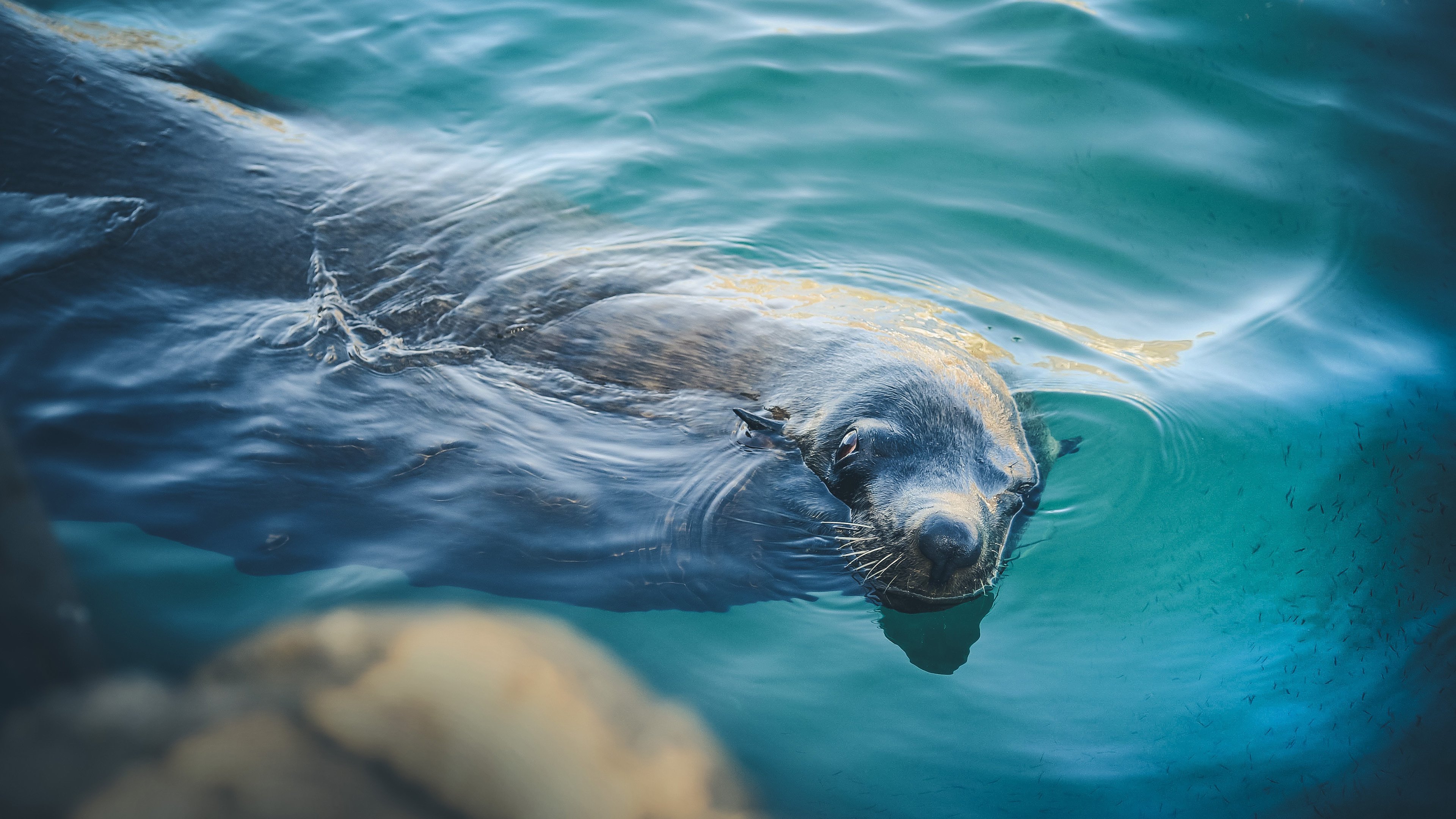 海豹,动物,野生动物,海底世界