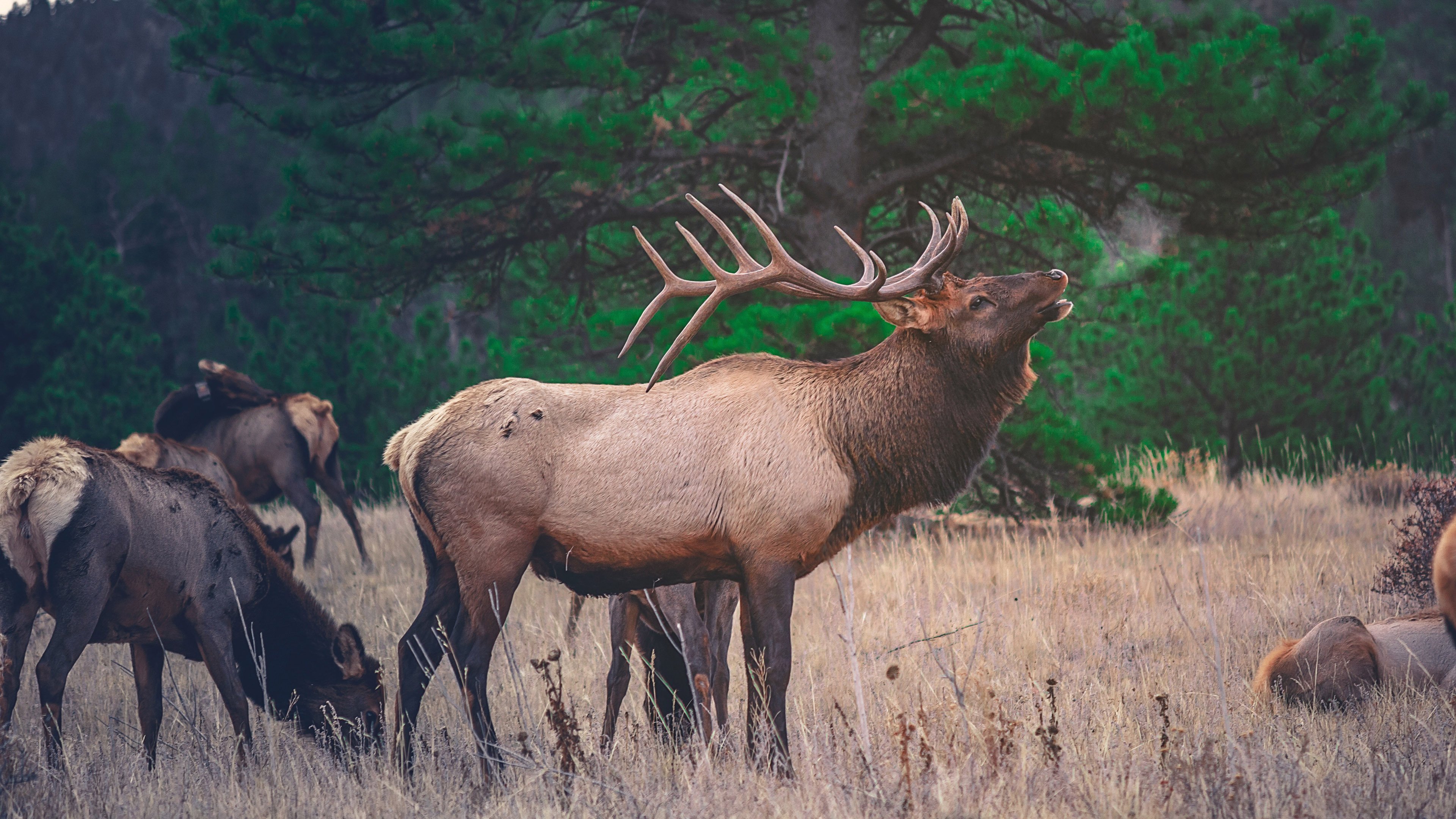 动物,野生动物,麋鹿