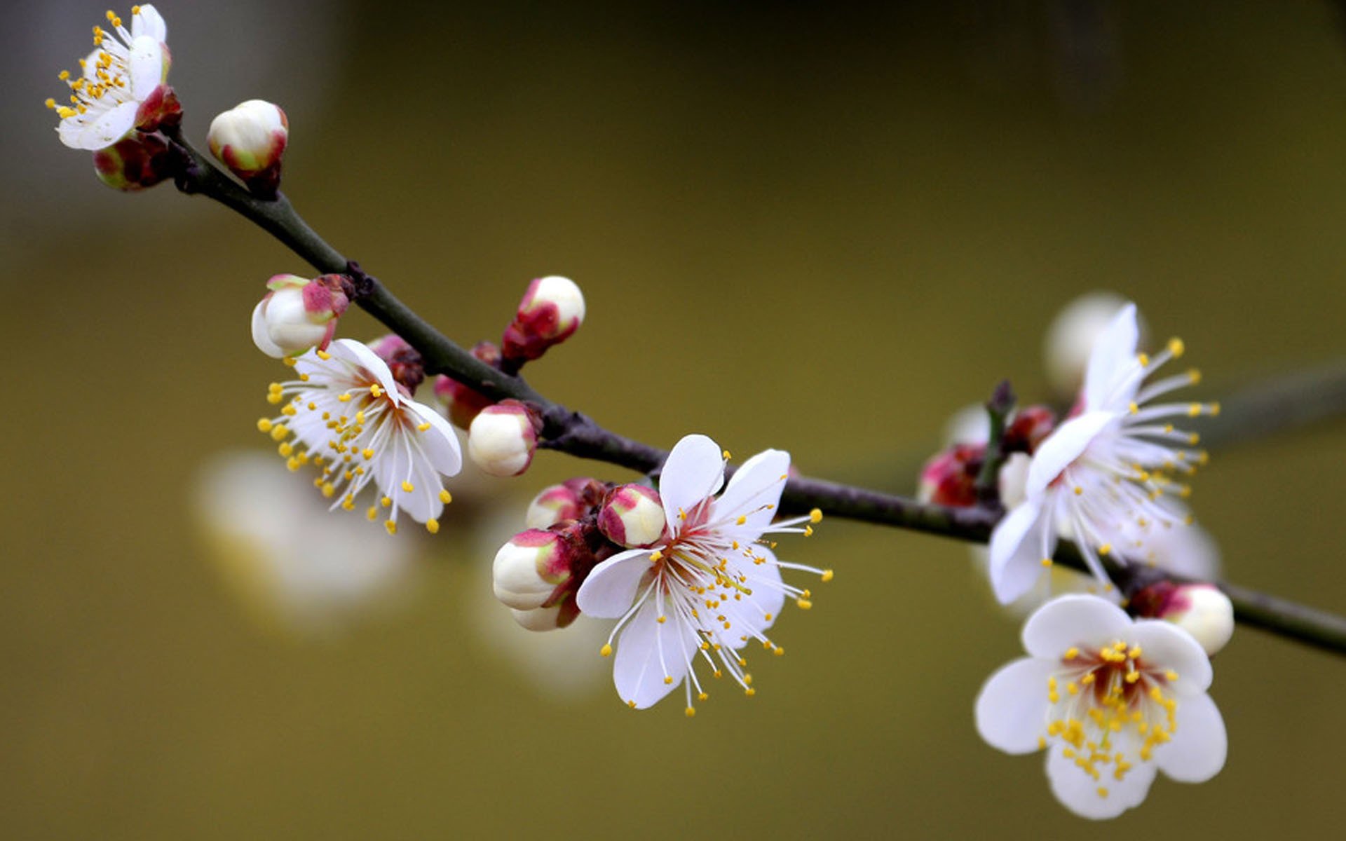小清新,清新淡雅,梅花