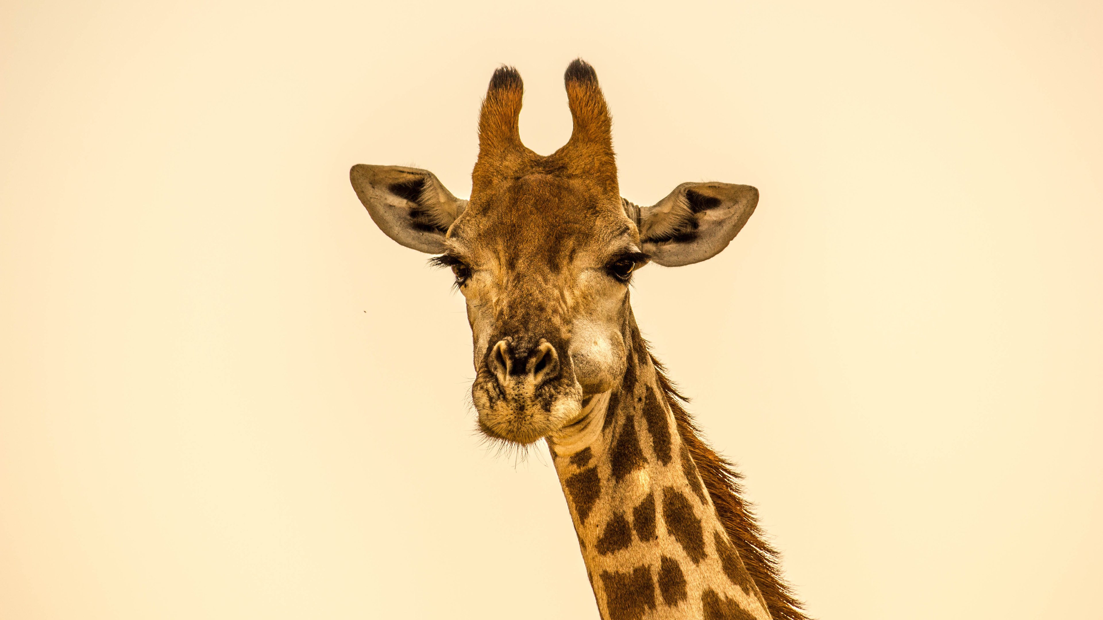 动物,野生动物,长颈鹿