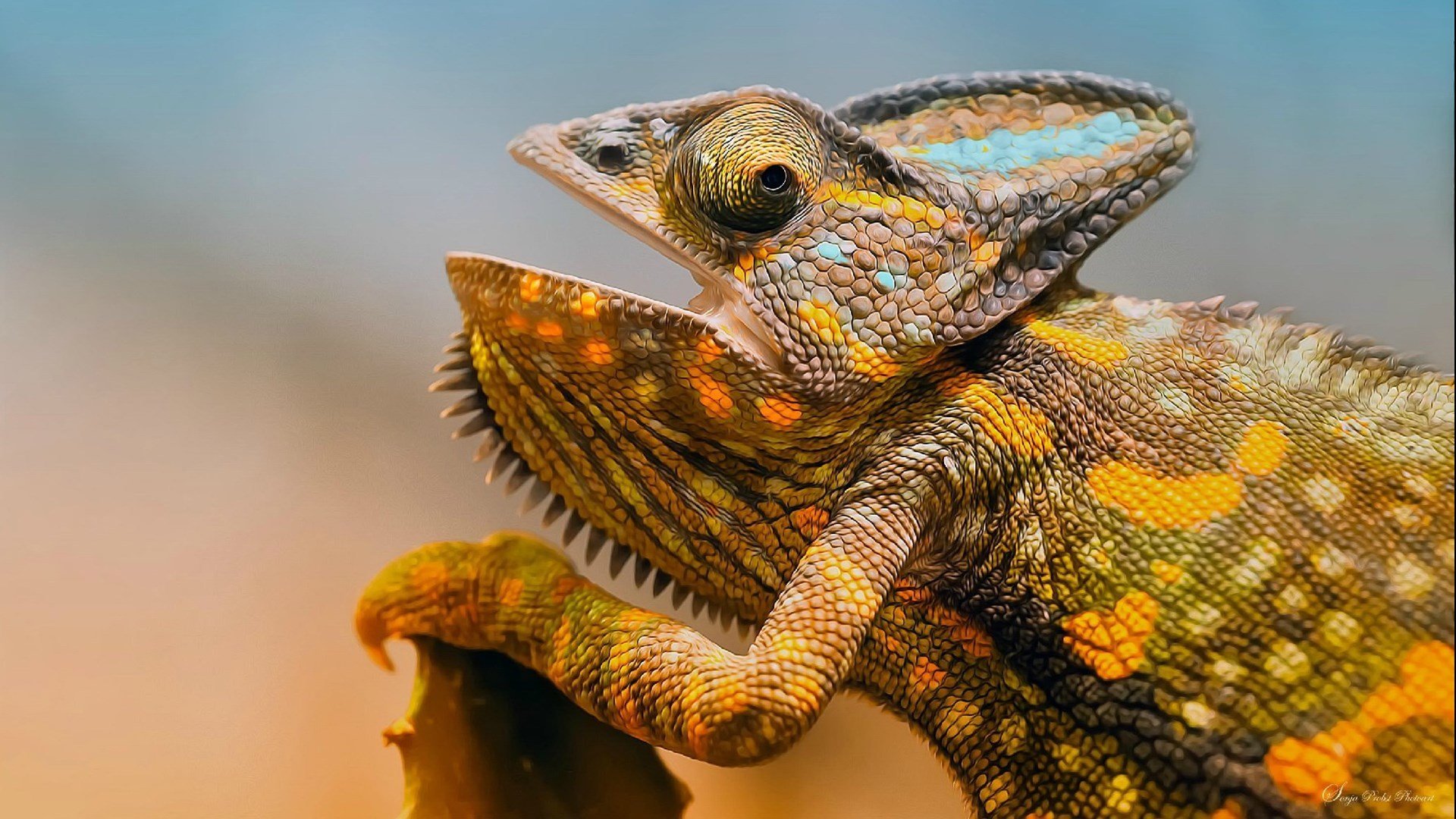 动物,变色龙,蜥蜴