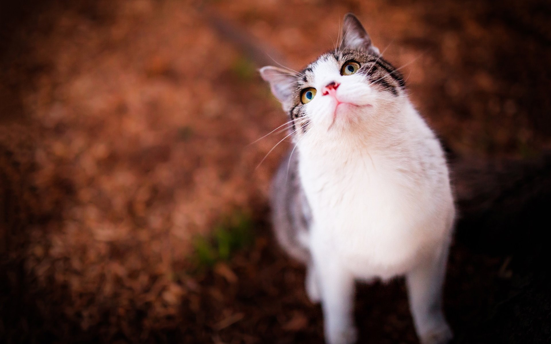 萌宠,动物,猫,喵星人