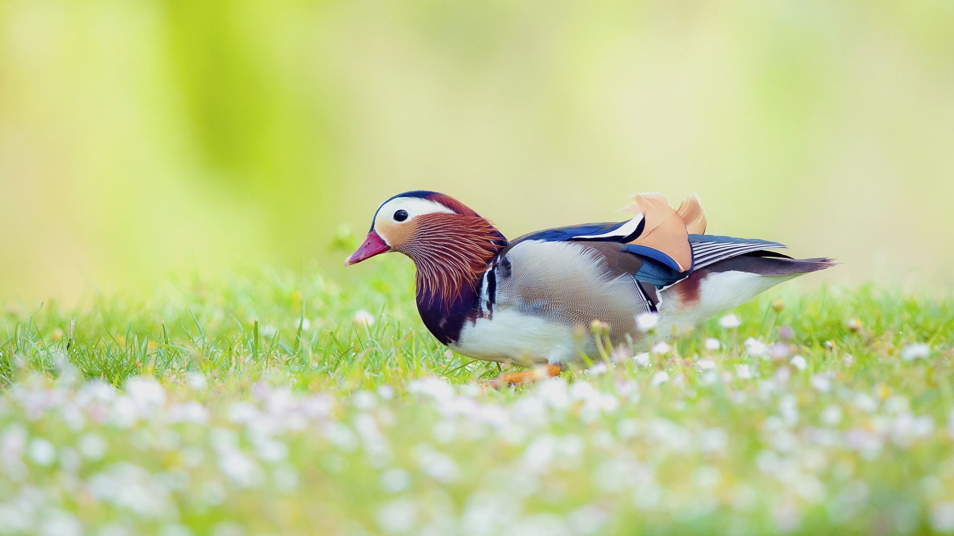萌宠动物,古灵精怪,小鸟