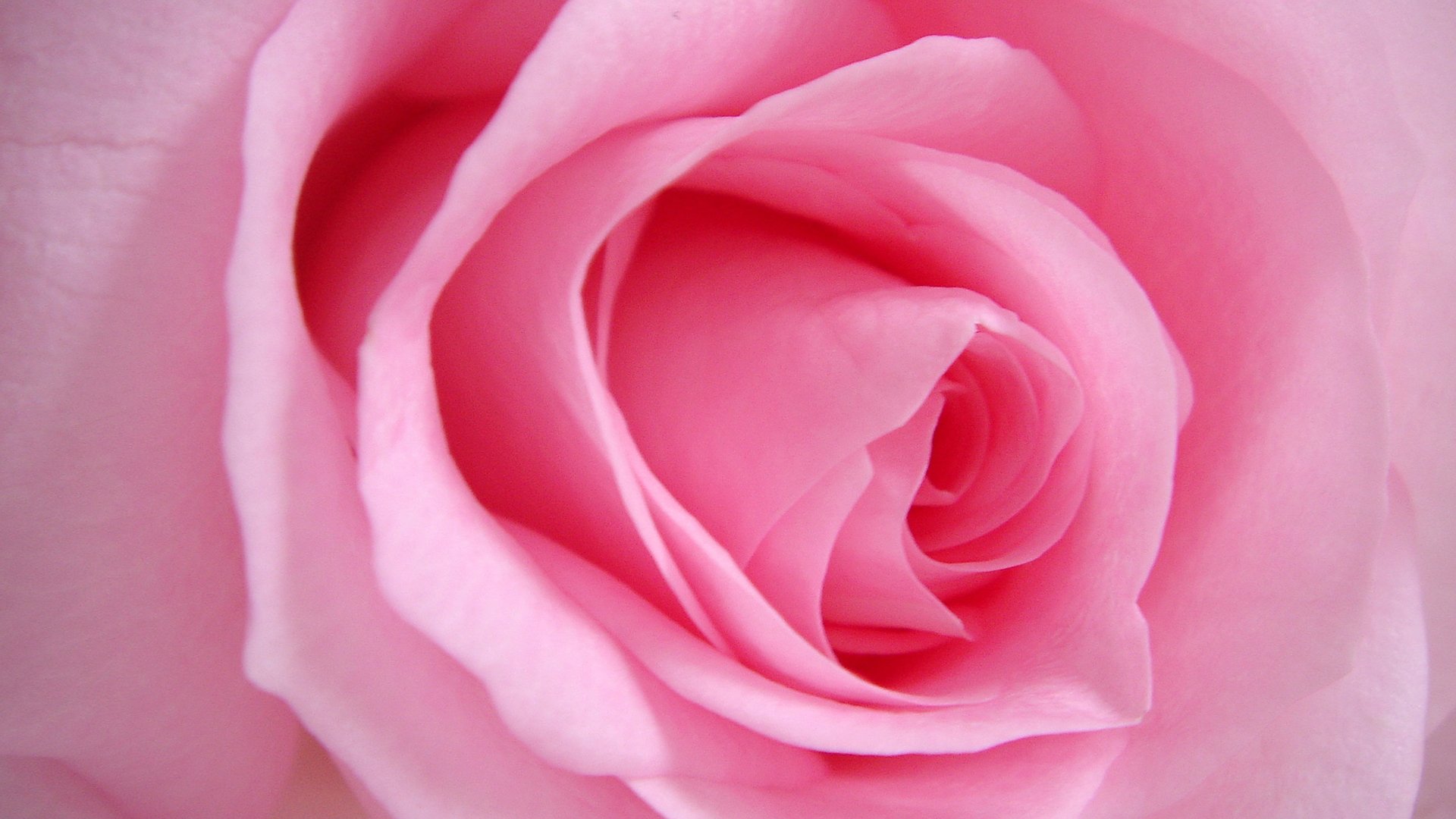 爱情,玫瑰,粉色