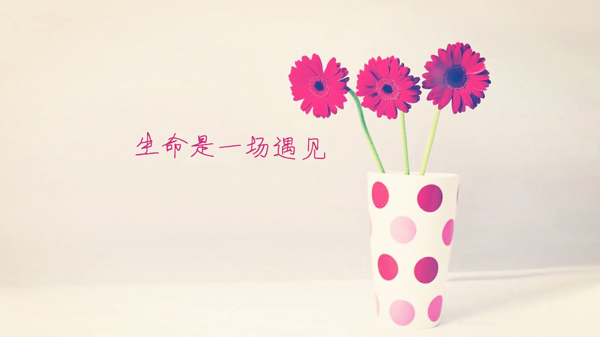 文字,花,生命是一场遇见