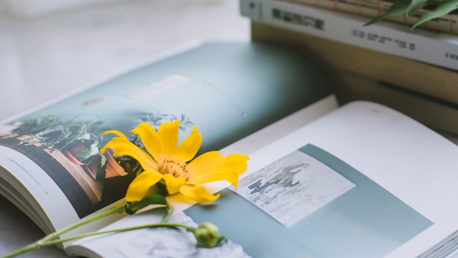 小清新,静物写真