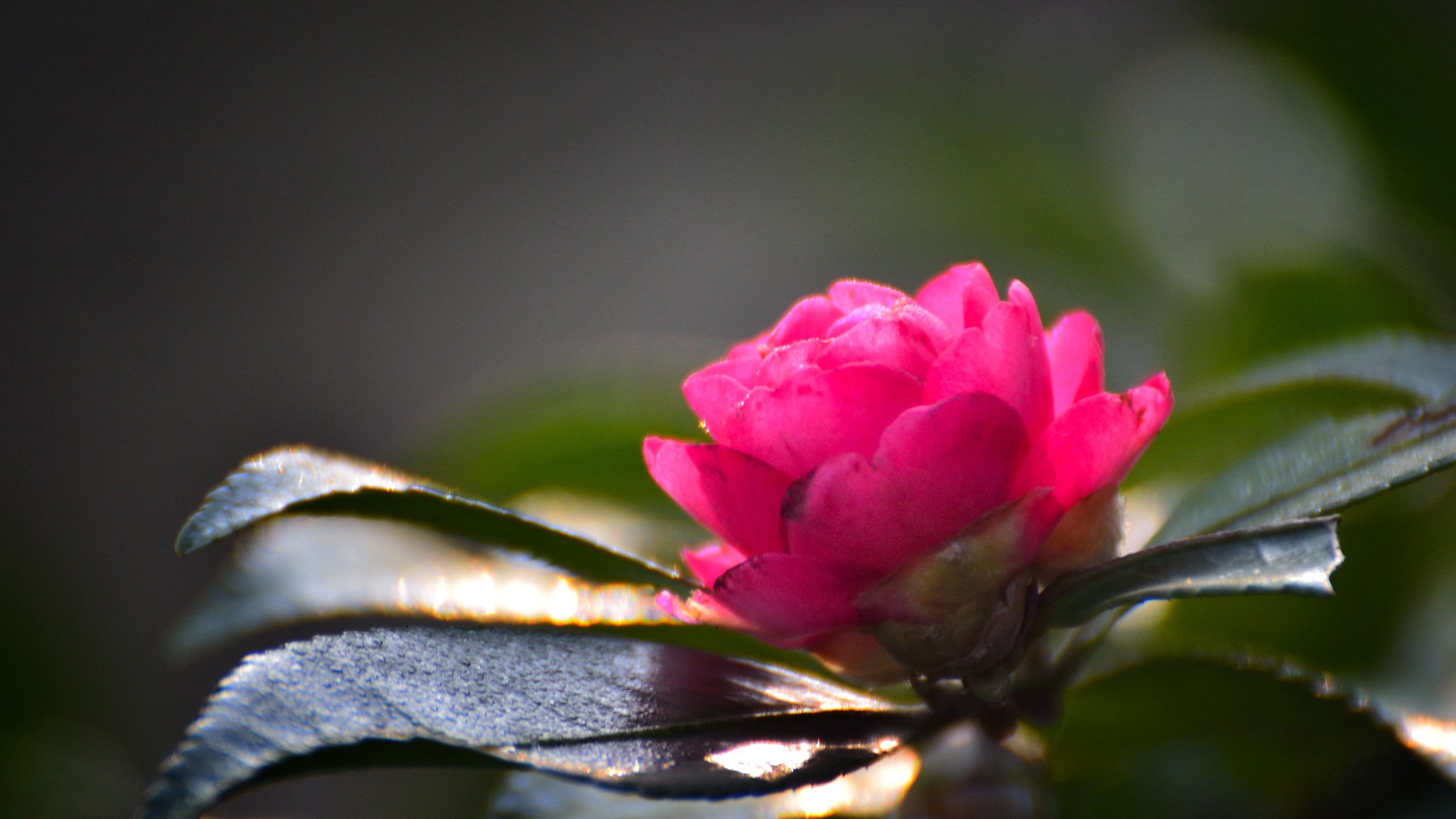 小清新,娇艳欲滴