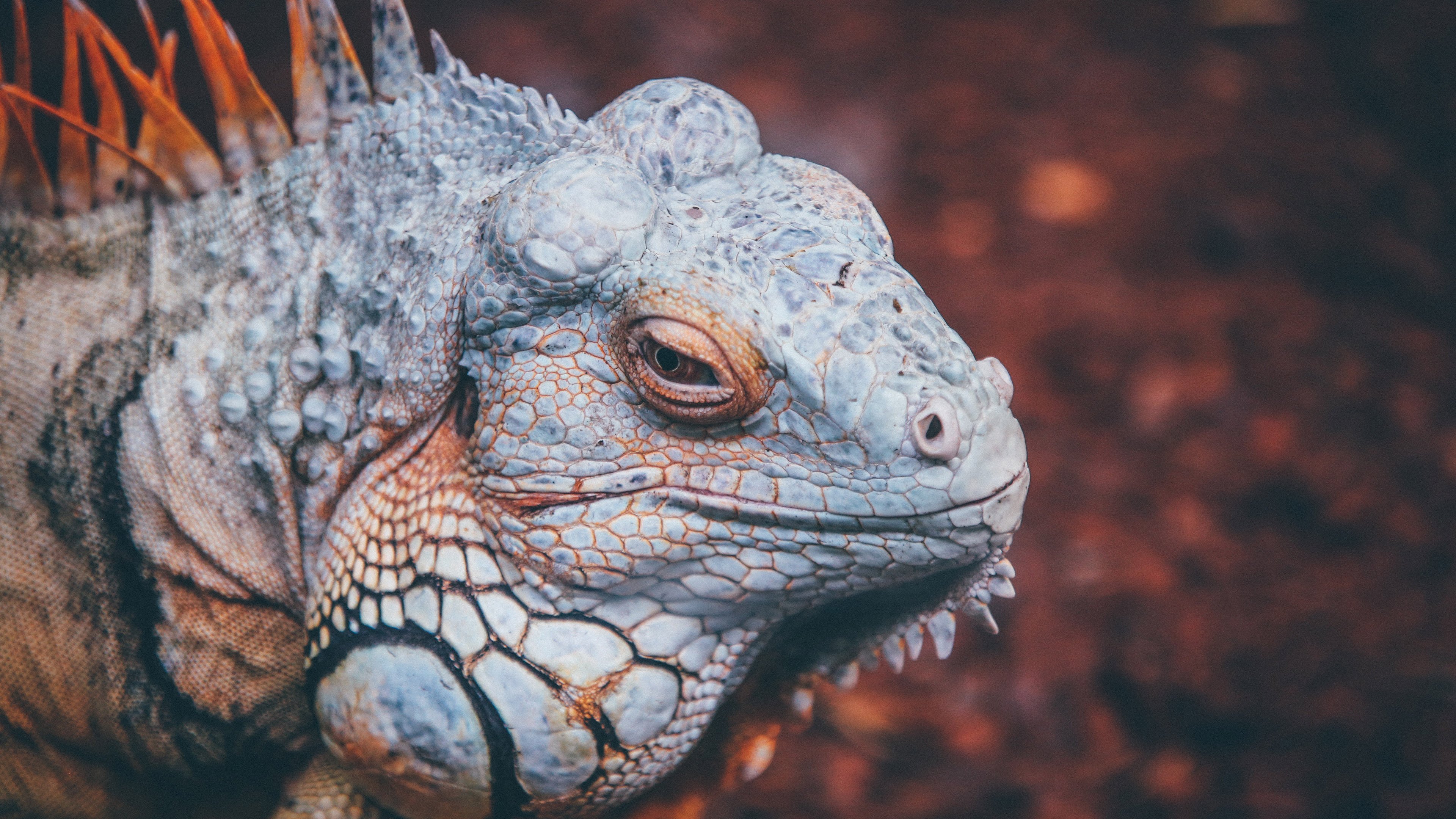 动物,变色龙,蜥蜴,野生动物