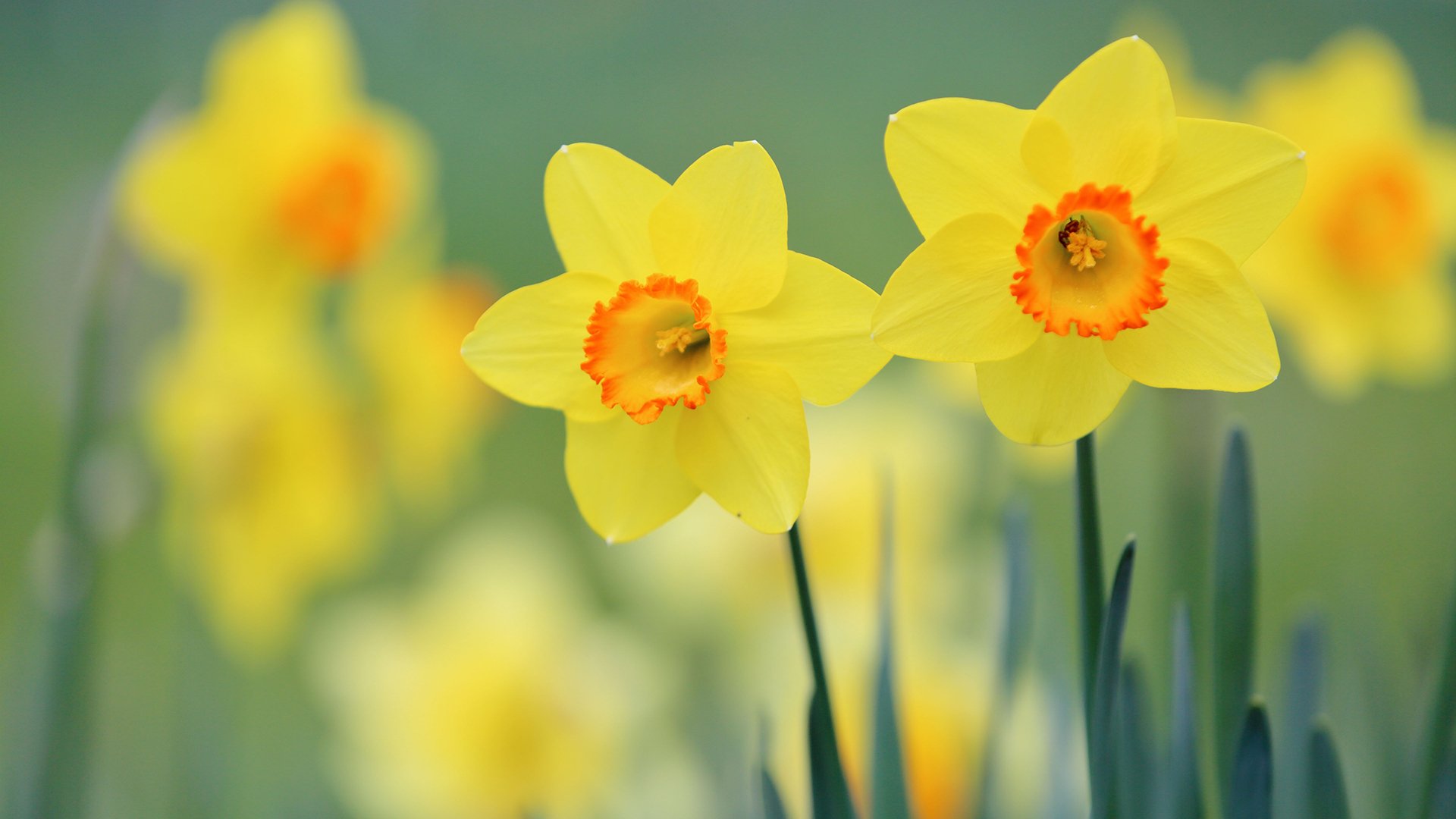 小清新,鸟语花香,水仙花,植物,花卉