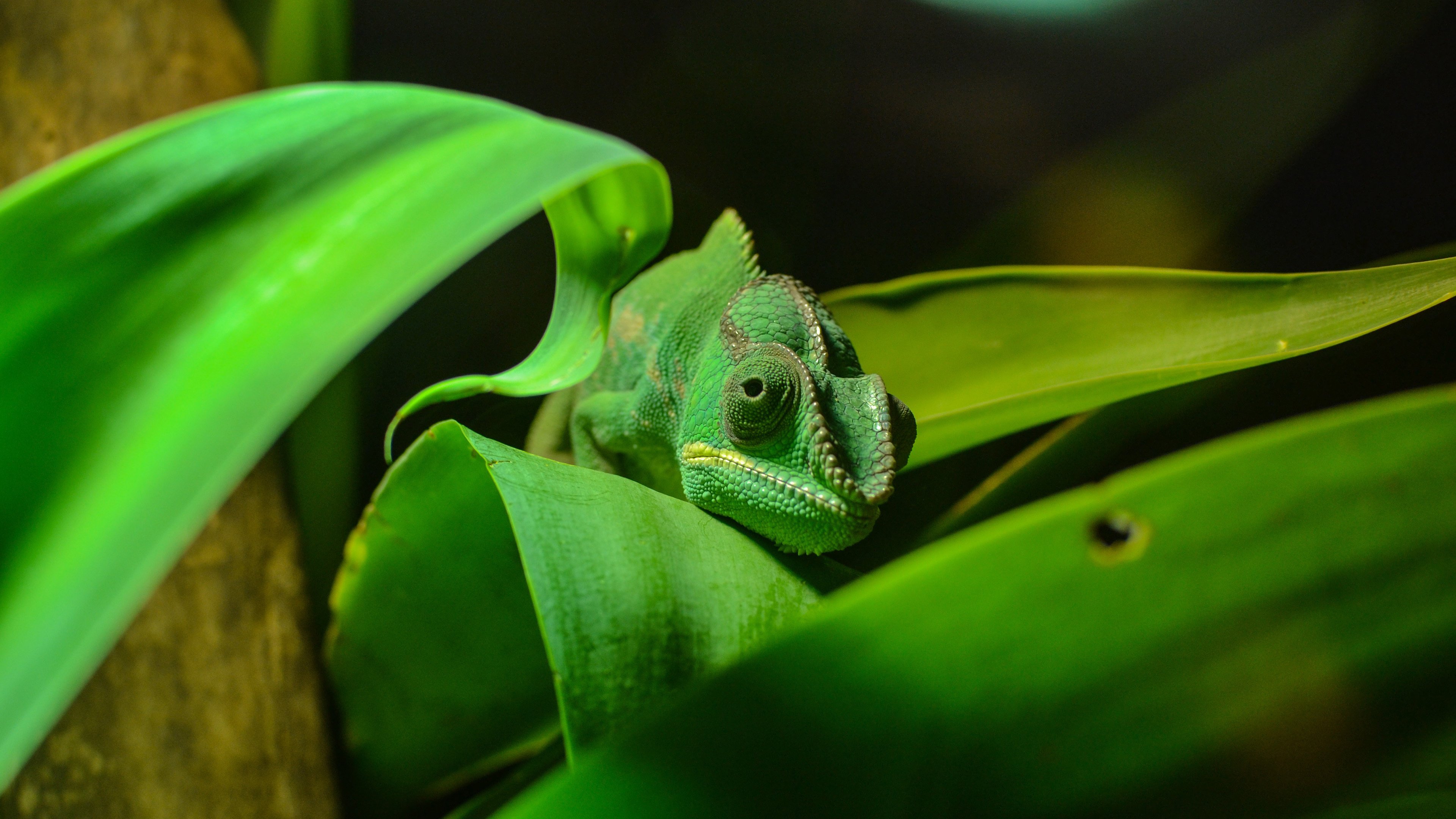 动物,野生动物,变色龙,蜥蜴,4k