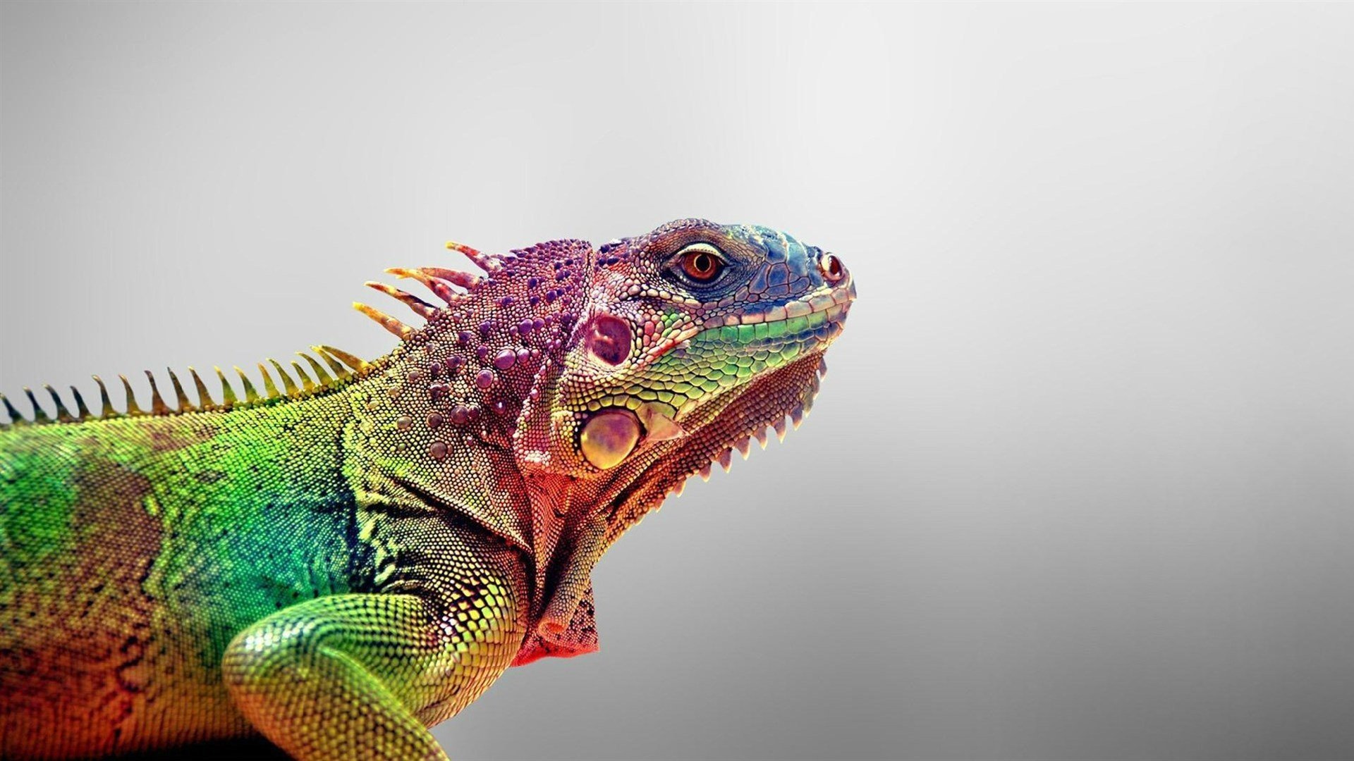 动物,蜥蜴,变色龙