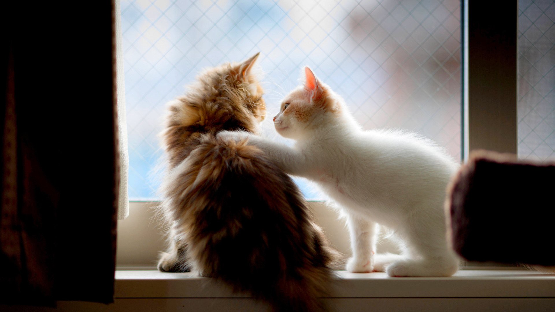 萌宠动物,喵星人