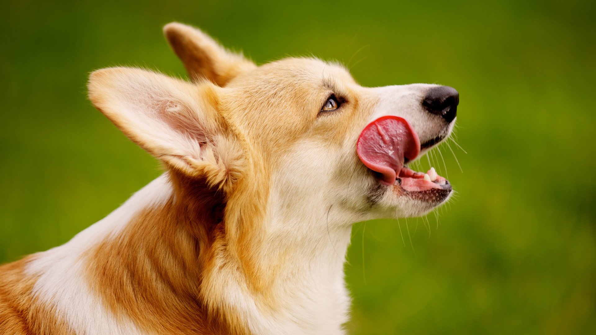 萌宠,动物,狗,汪星人