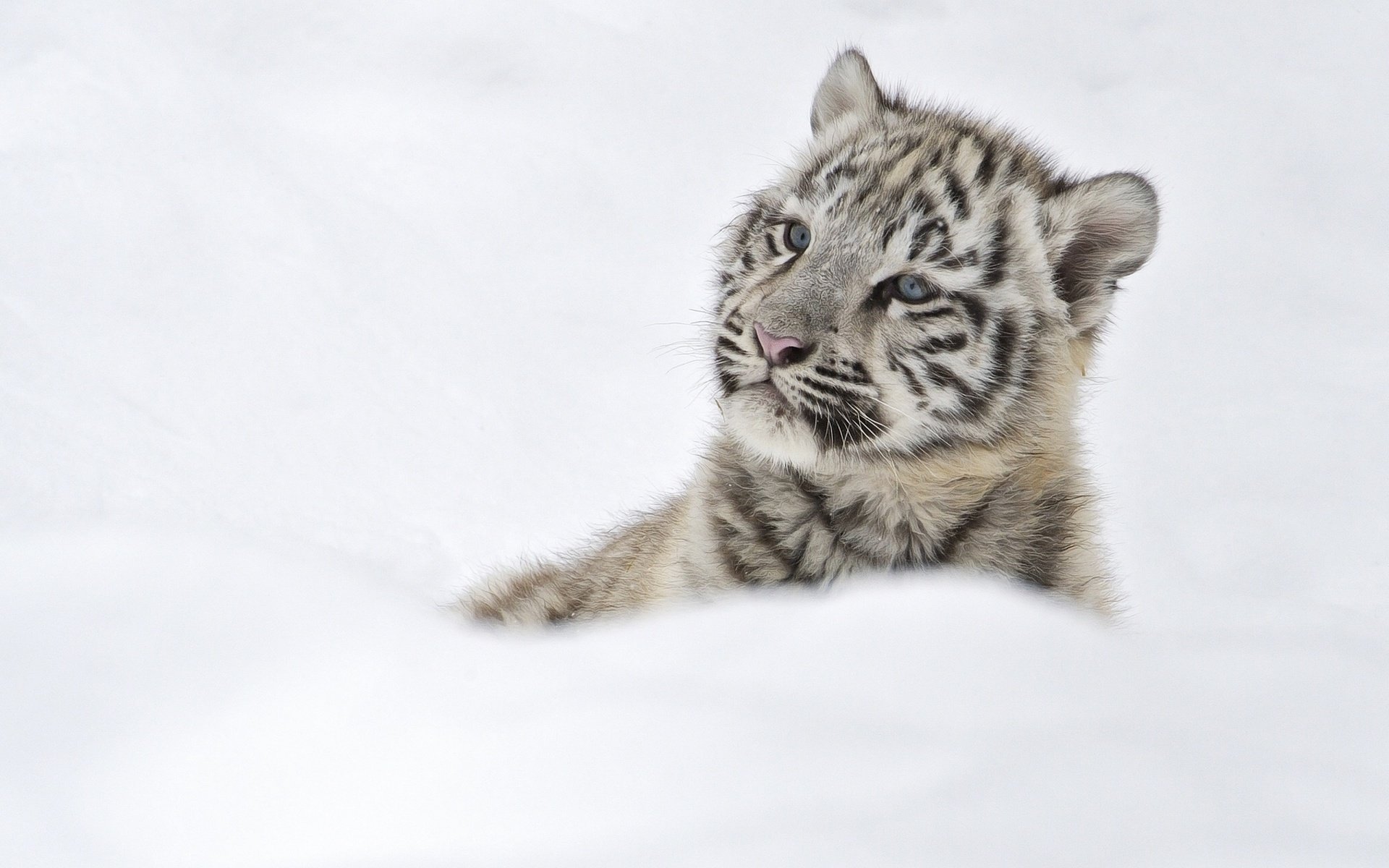 萌宠,动物,老虎,白虎