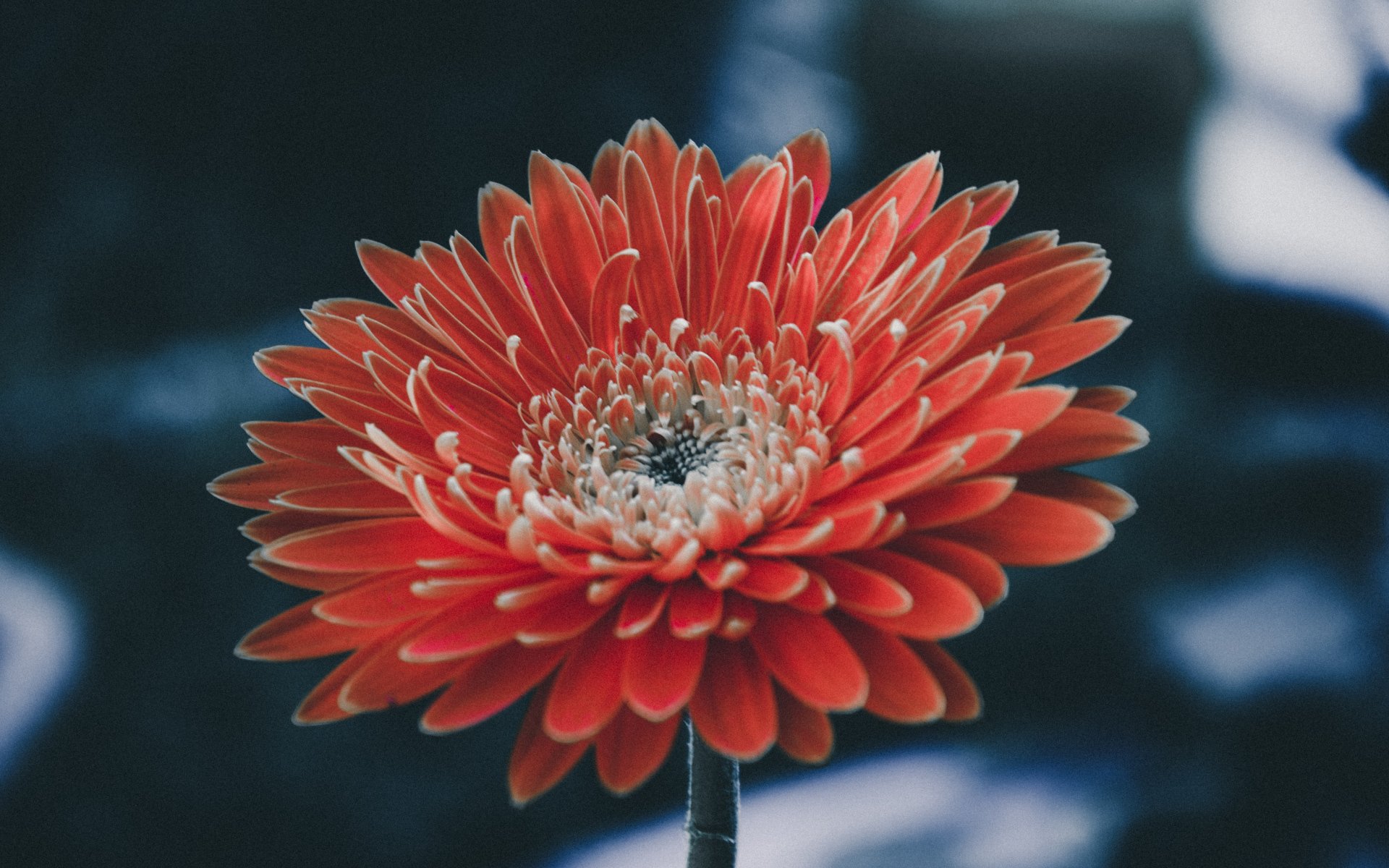 小清新,娇艳欲滴