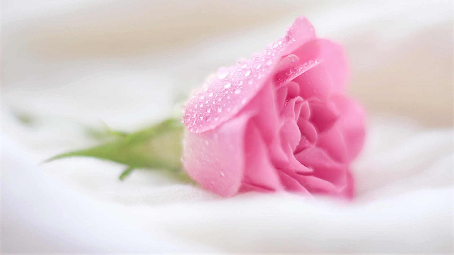 小清新,清新淡雅