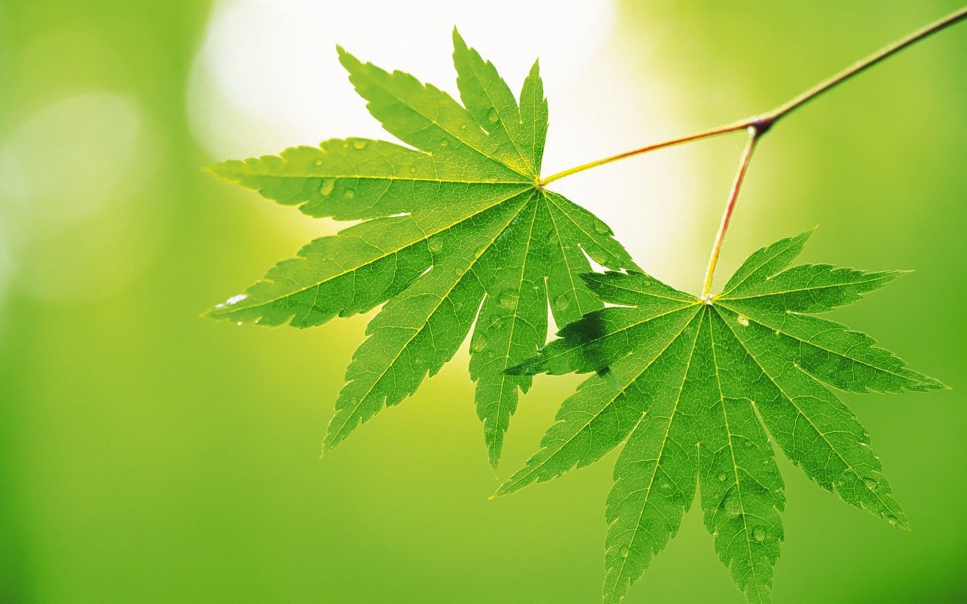 小清新,鸟语花香,叶子,植物,护眼壁纸