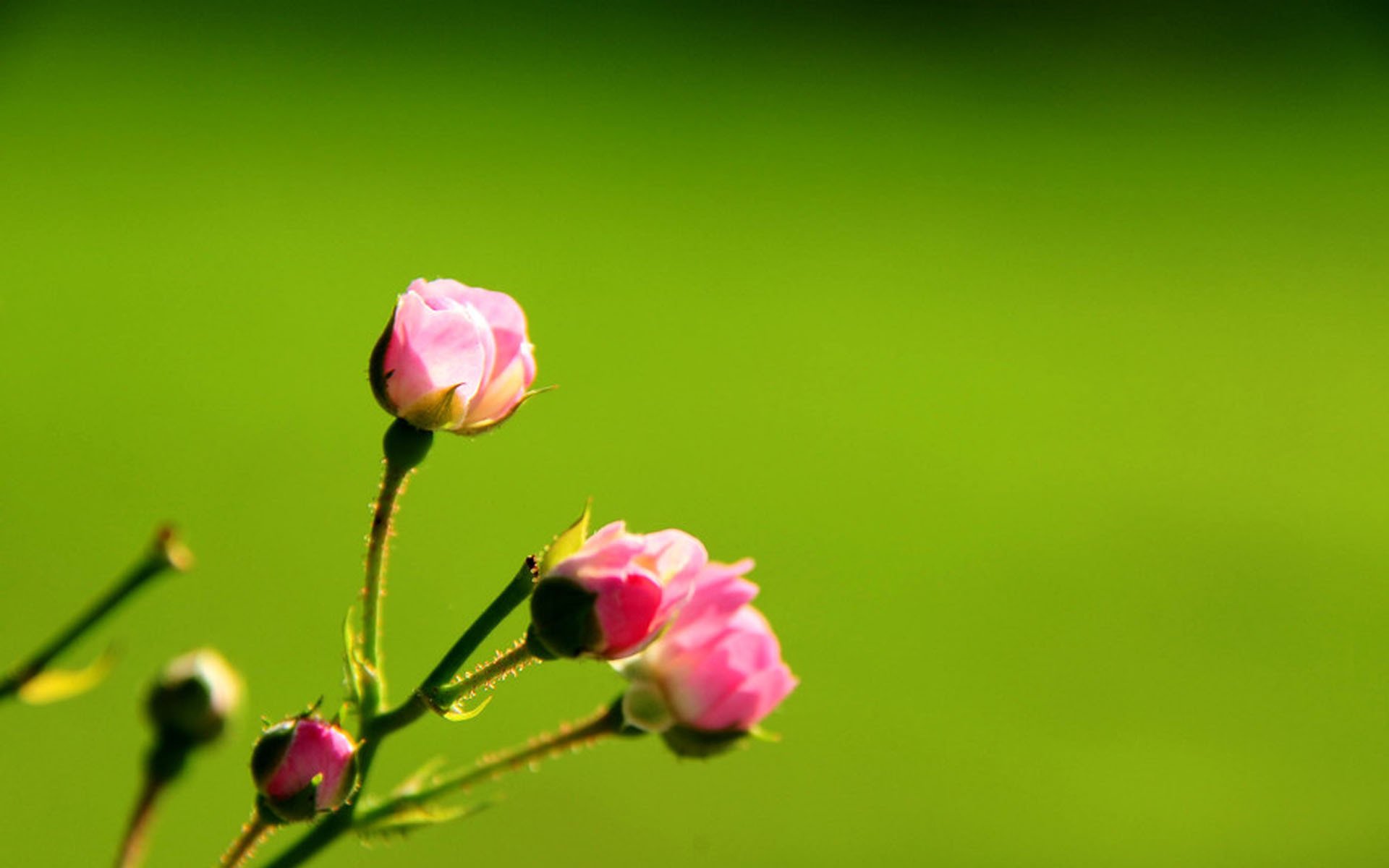 小清新,护眼壁纸