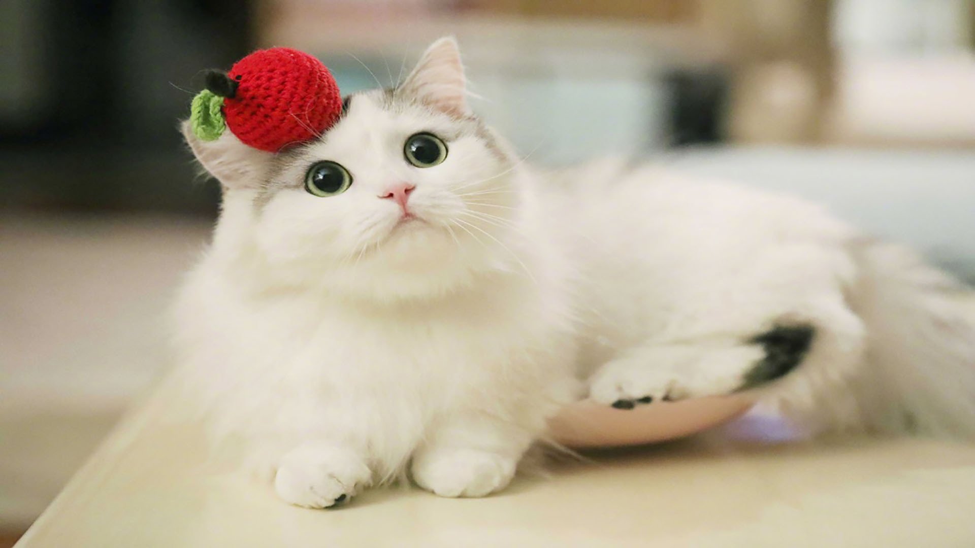 萌宠动物,喵星人