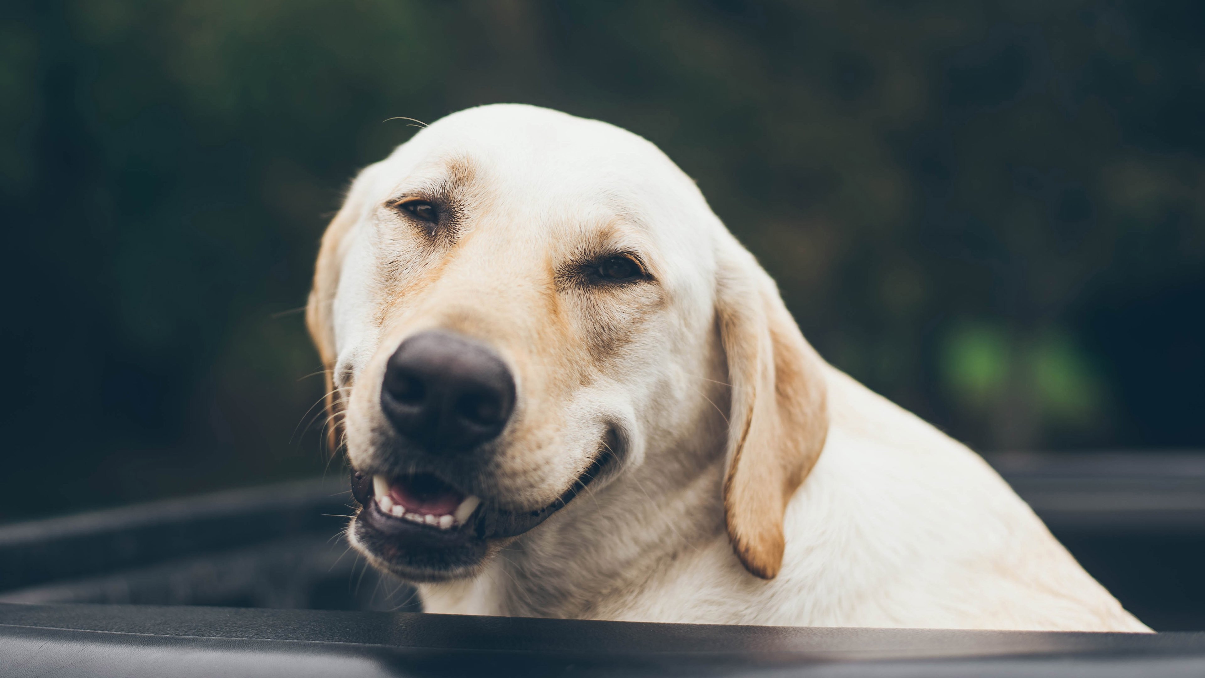 动物,狗,汪星人,4k,萌宠