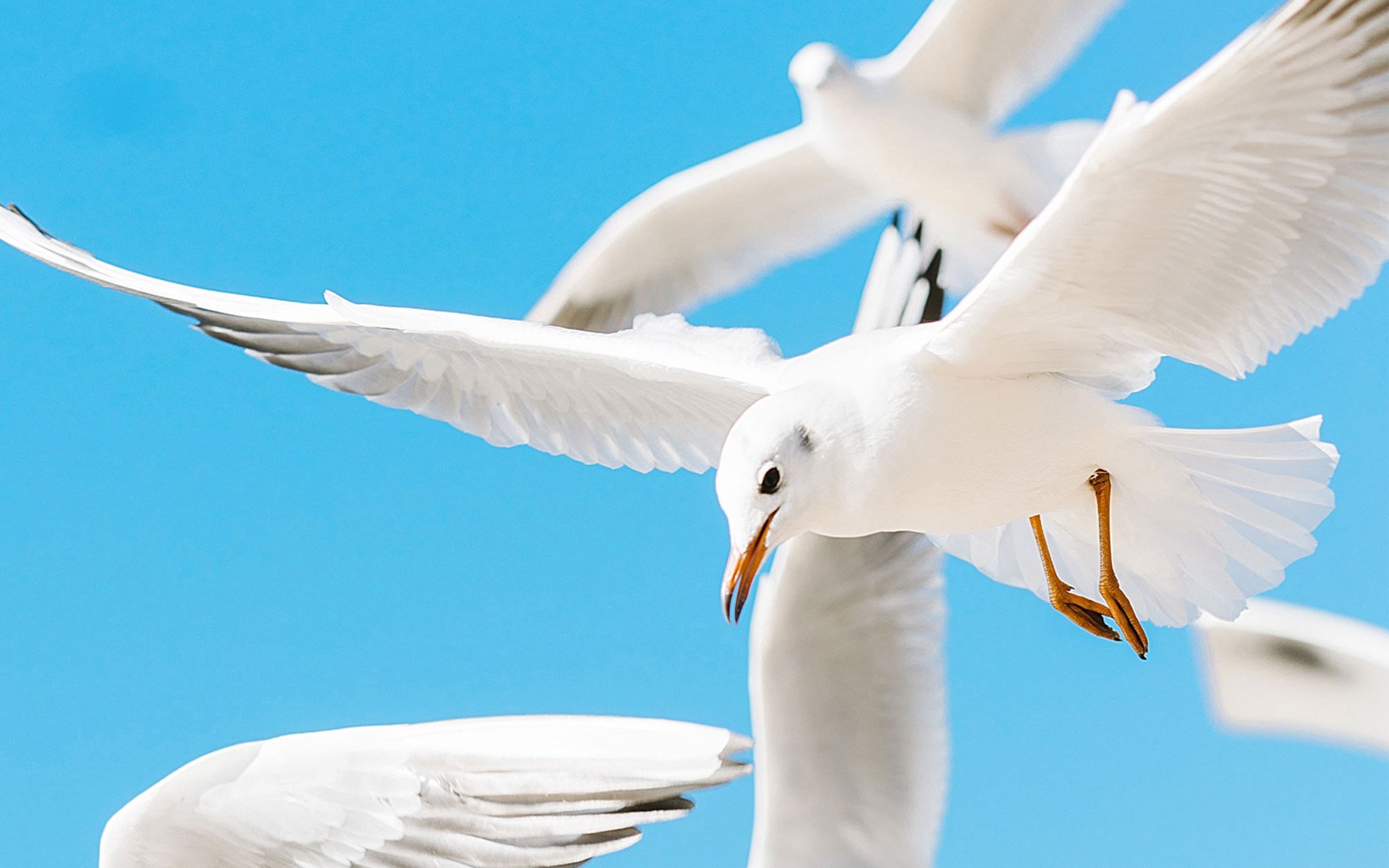 萌宠动物,野生动物,海鸥