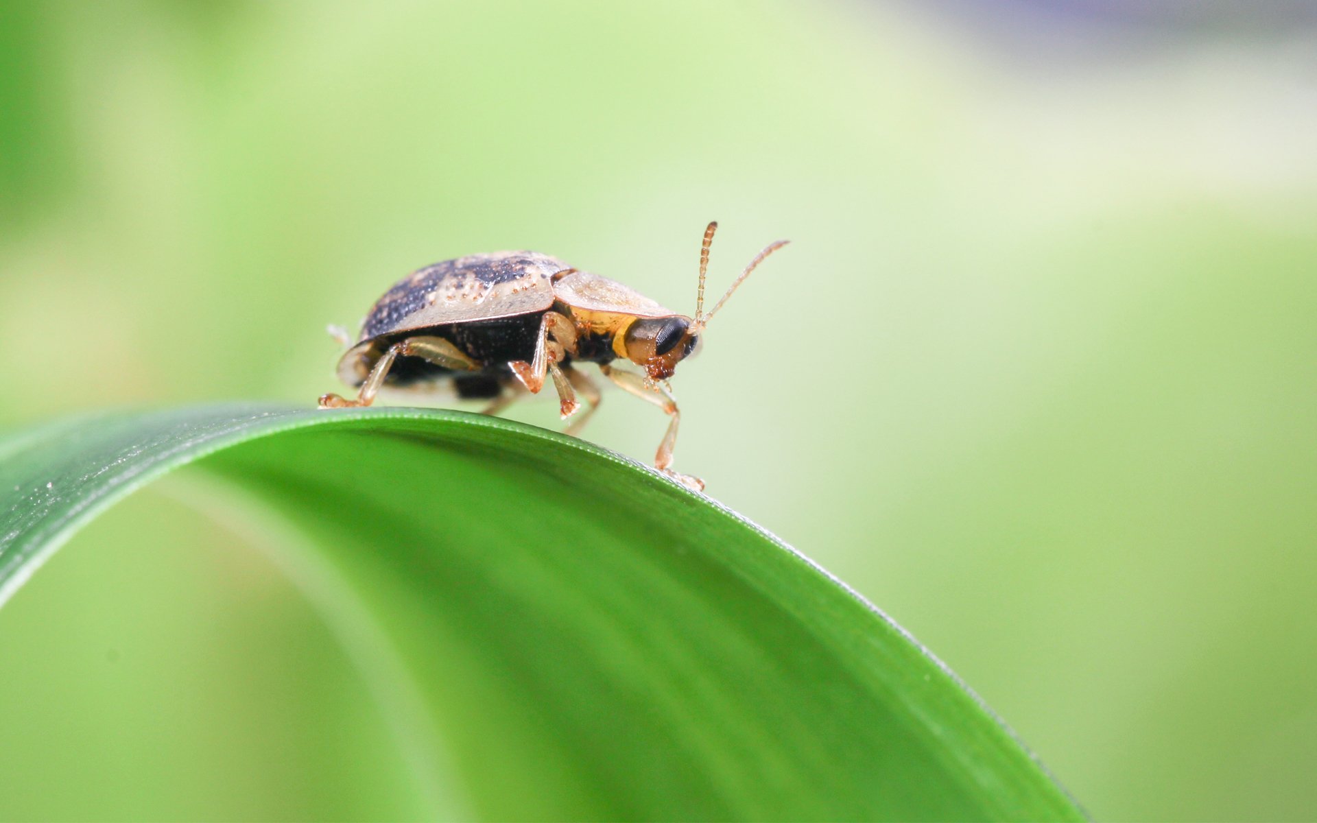 动物,昆虫,甲虫