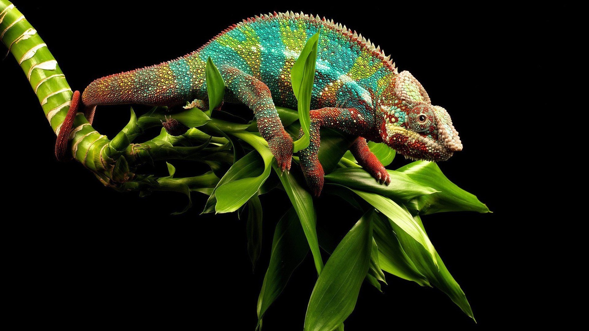 动物,蜥蜴,变色龙