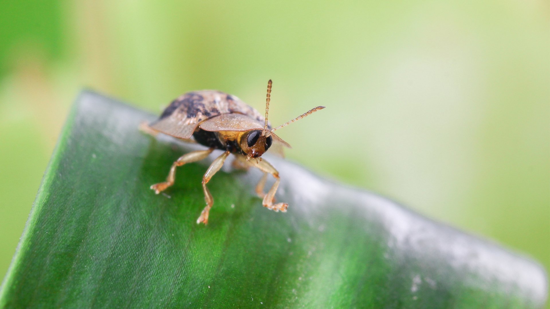 动物,昆虫,甲虫