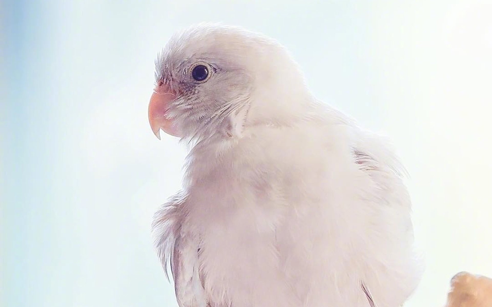 萌宠动物,野生动物