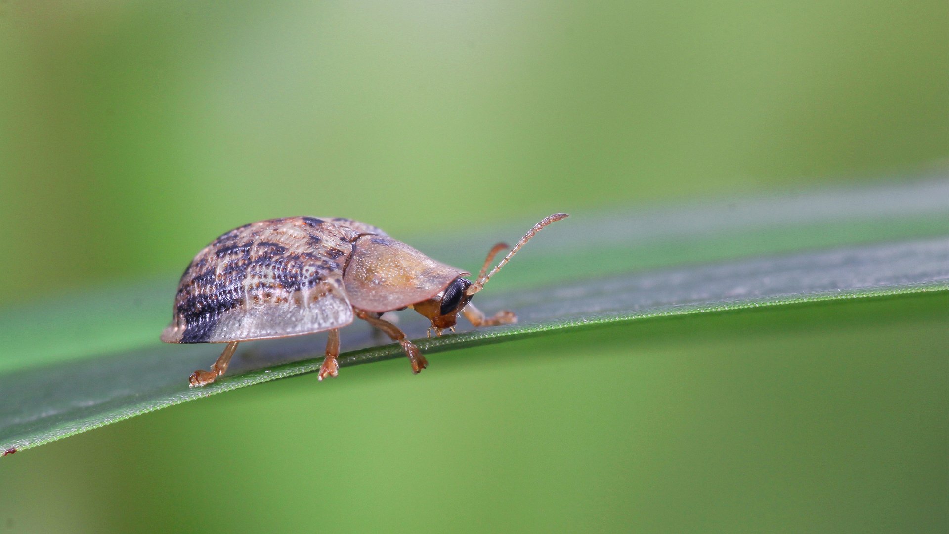 动物,昆虫,甲虫