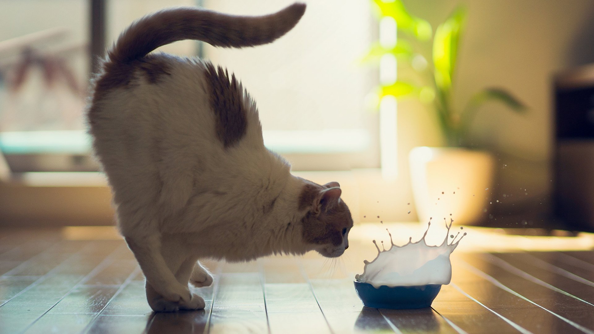 萌宠,动物,猫,喵星人