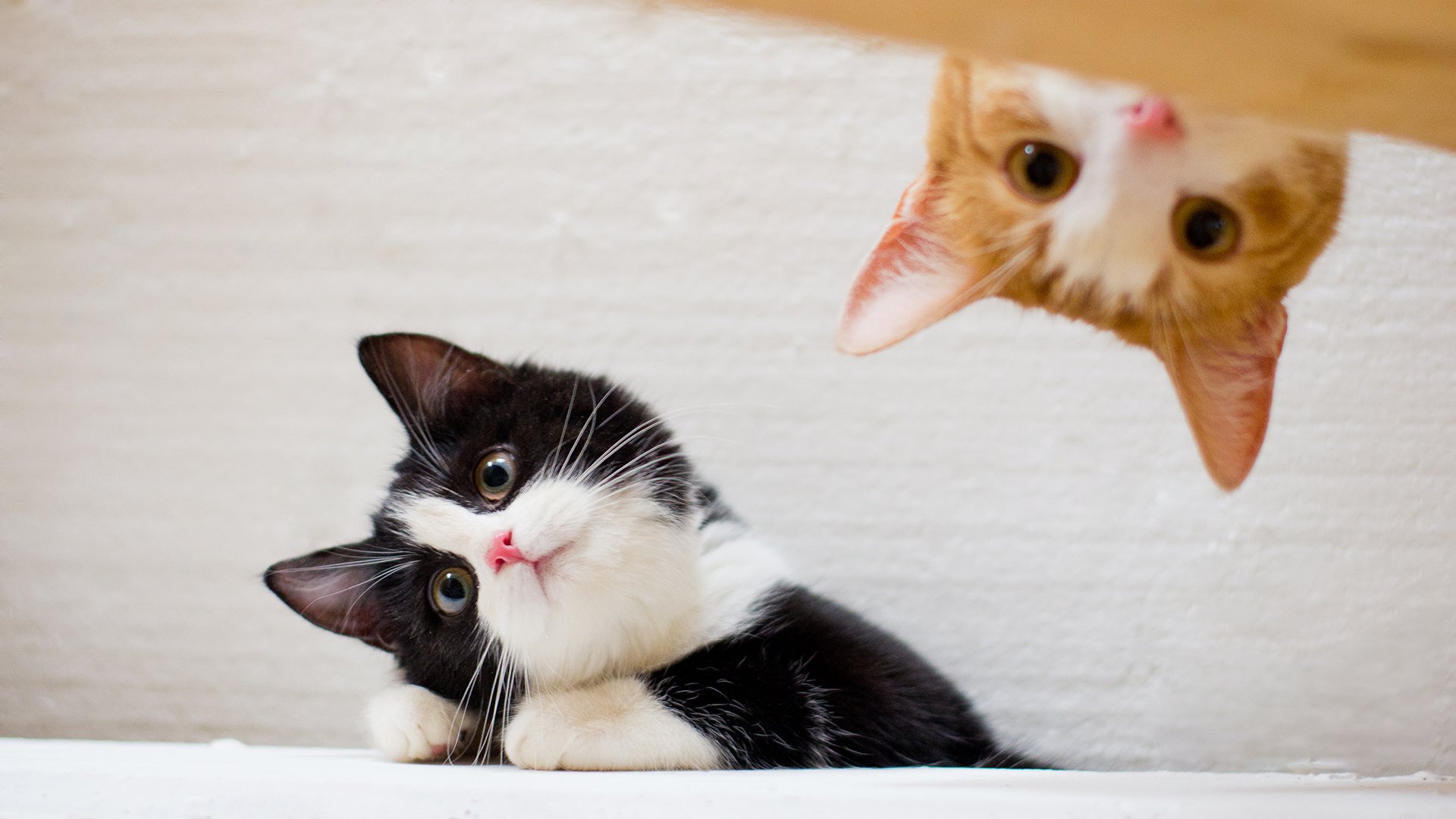 萌宠,动物,猫,喵星人