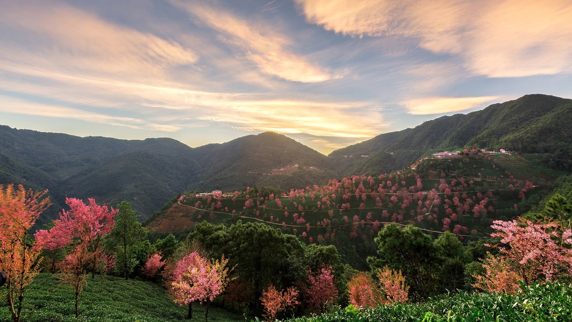 风景,自然风光,无量山樱花谷