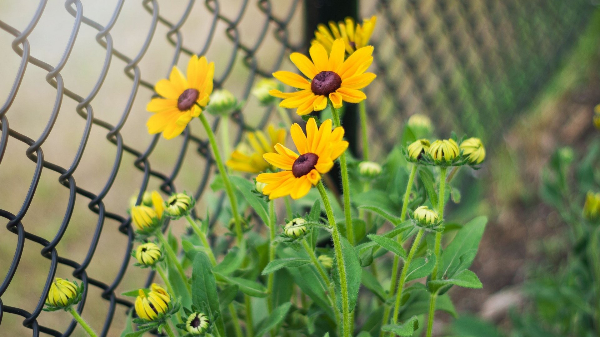 风景,植物,花卉,雏菊,清新淡雅
