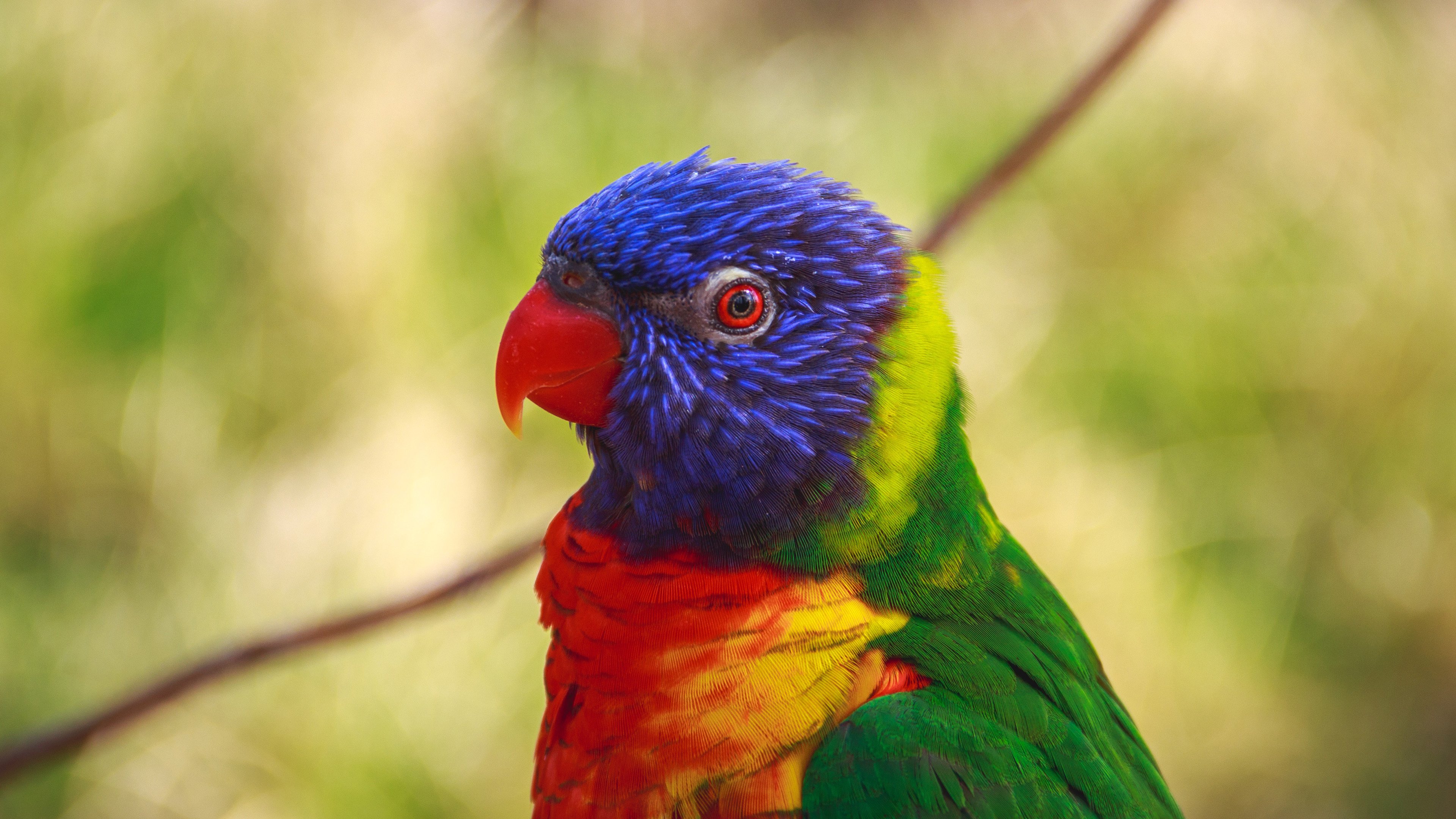 动物,小鸟天地,鹦鹉,4k