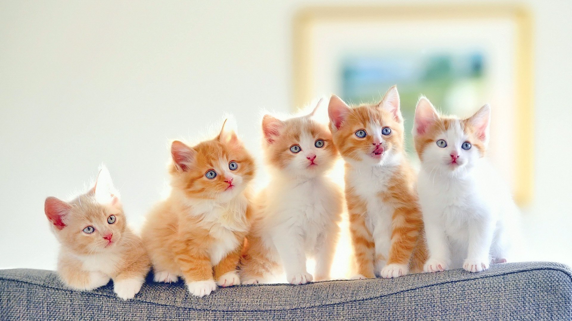 萌宠,动物,猫,喵星人,小奶猫