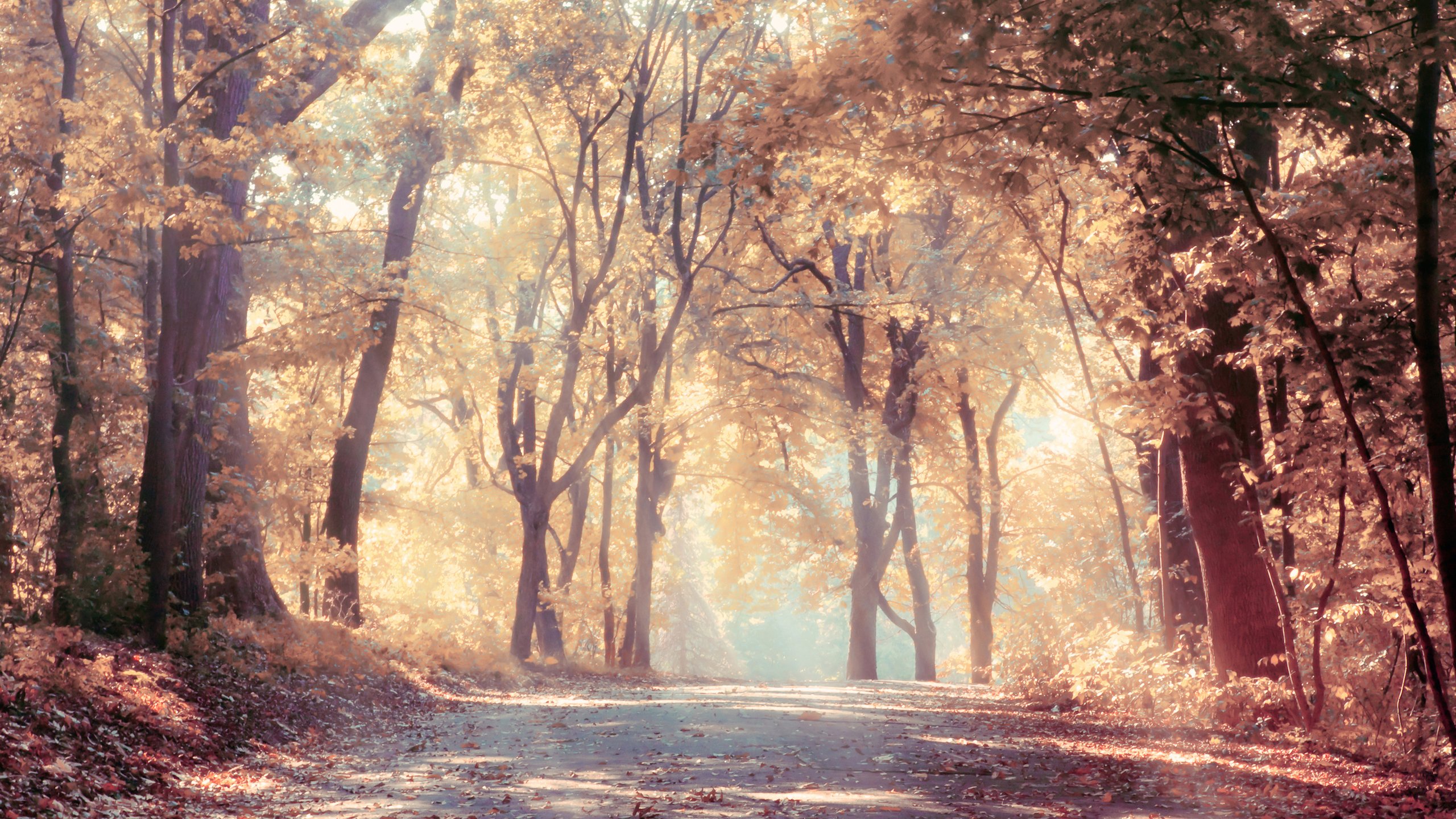 风景,秋意正浓,森林