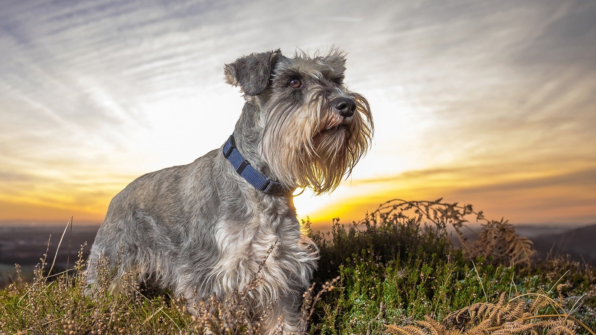 萌宠动物,汪星人