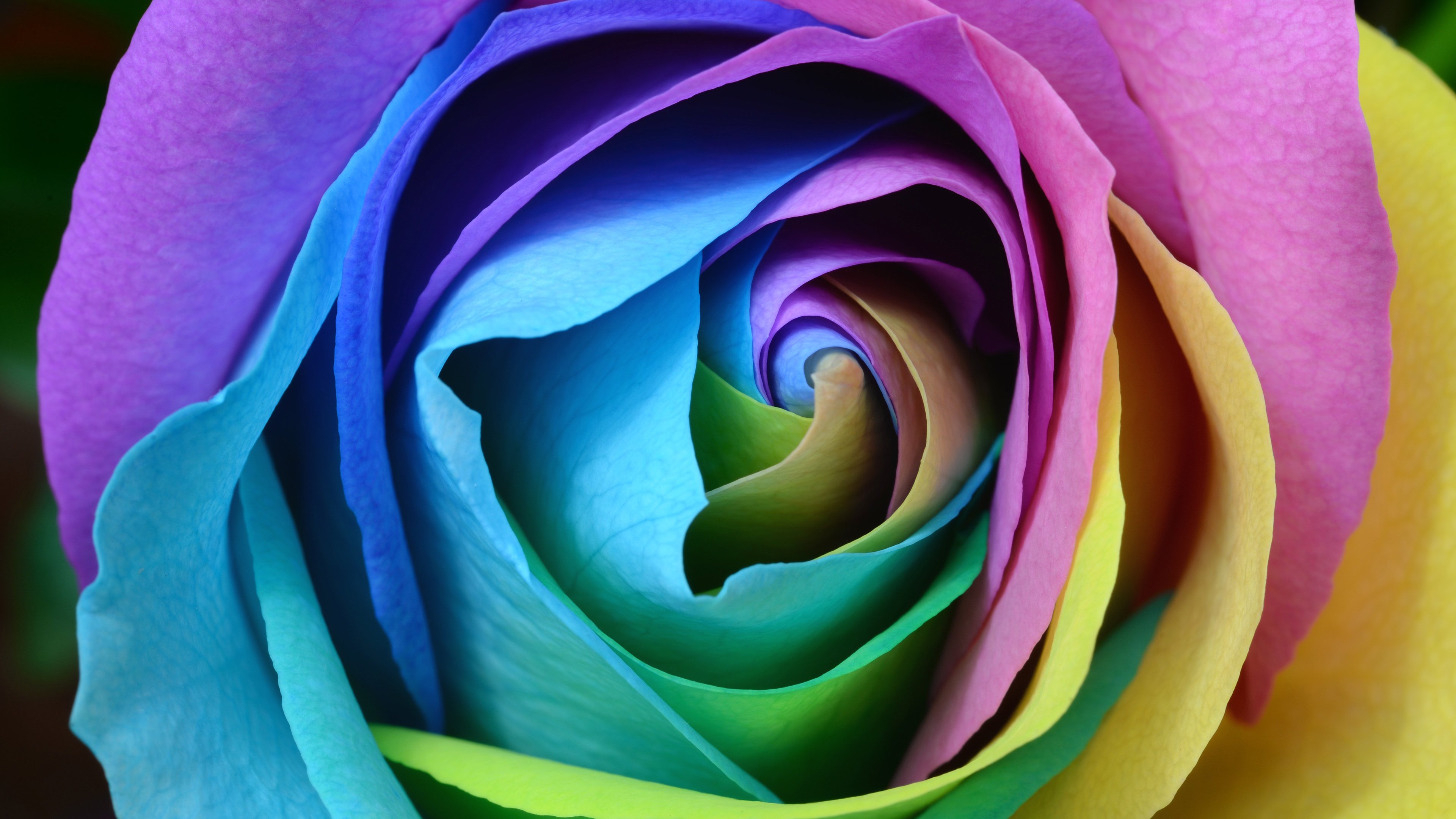 炫酷,时尚,花,色彩,玫瑰