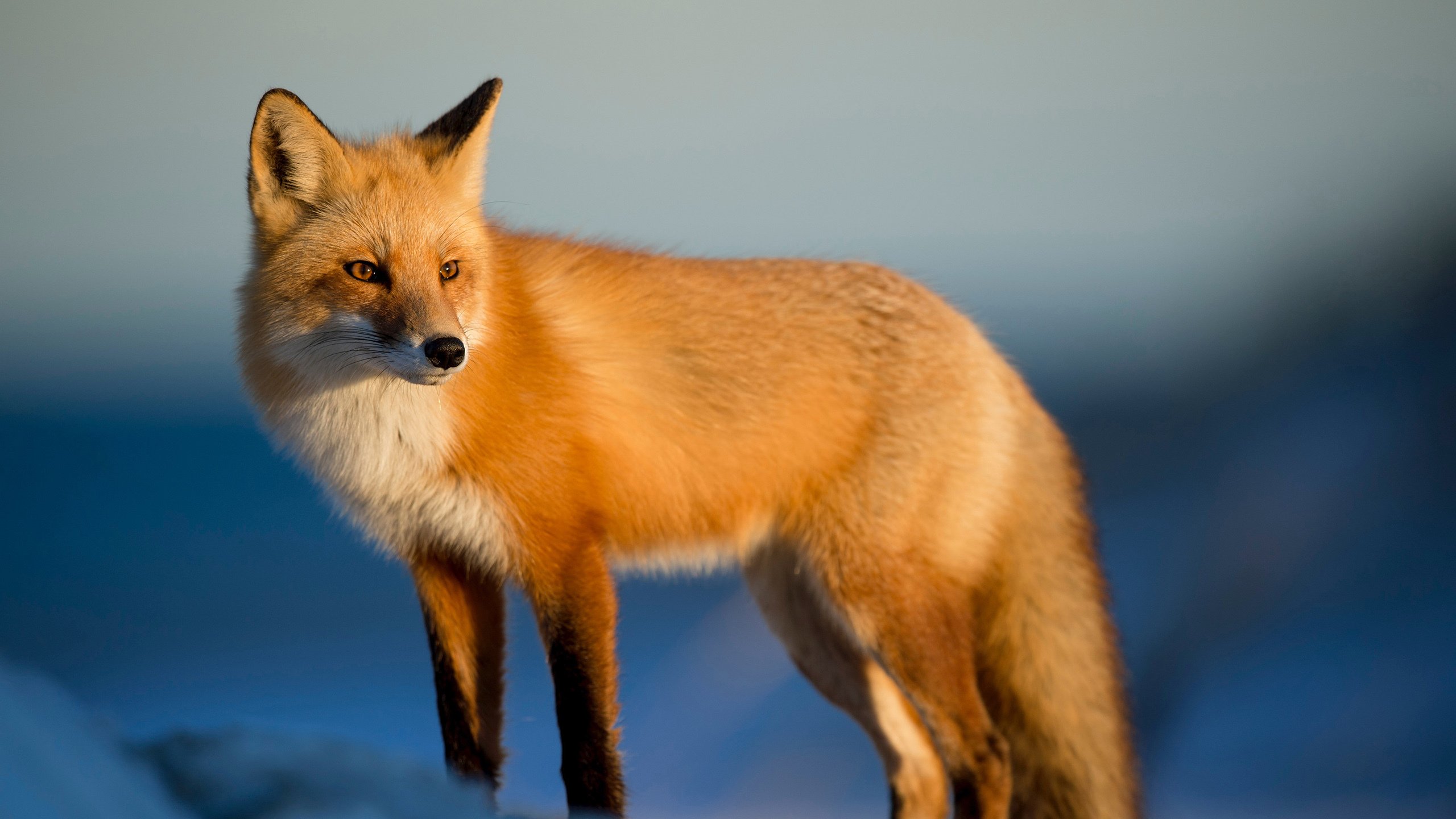 动物,野生动物,狐狸