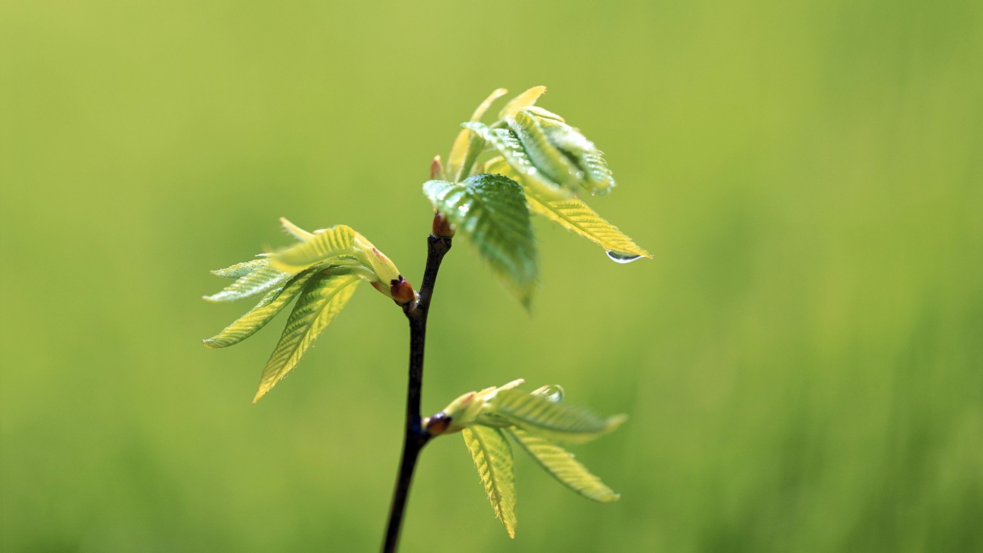小清新,护眼壁纸,绿色