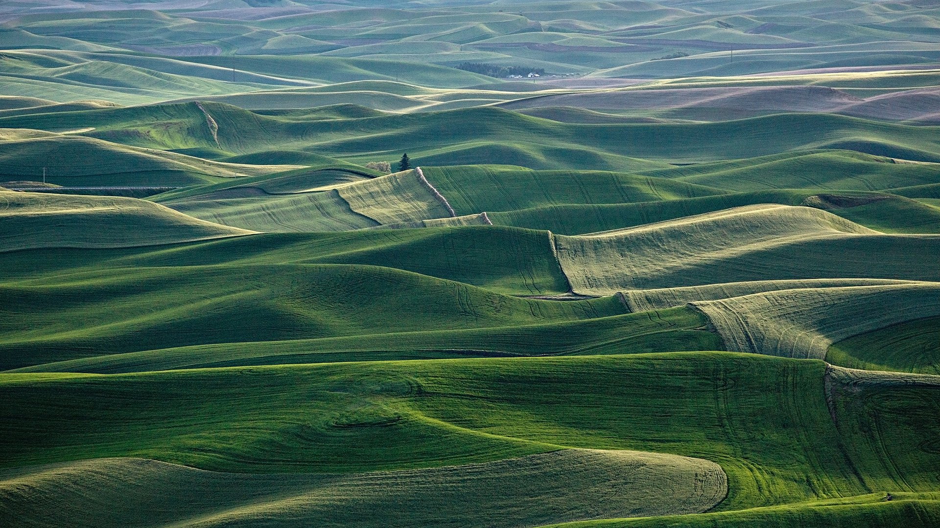 风景,草原,绿色