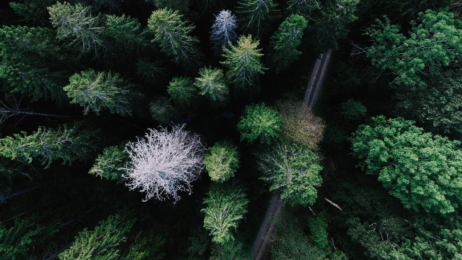 风景,自然风光,森林,航拍