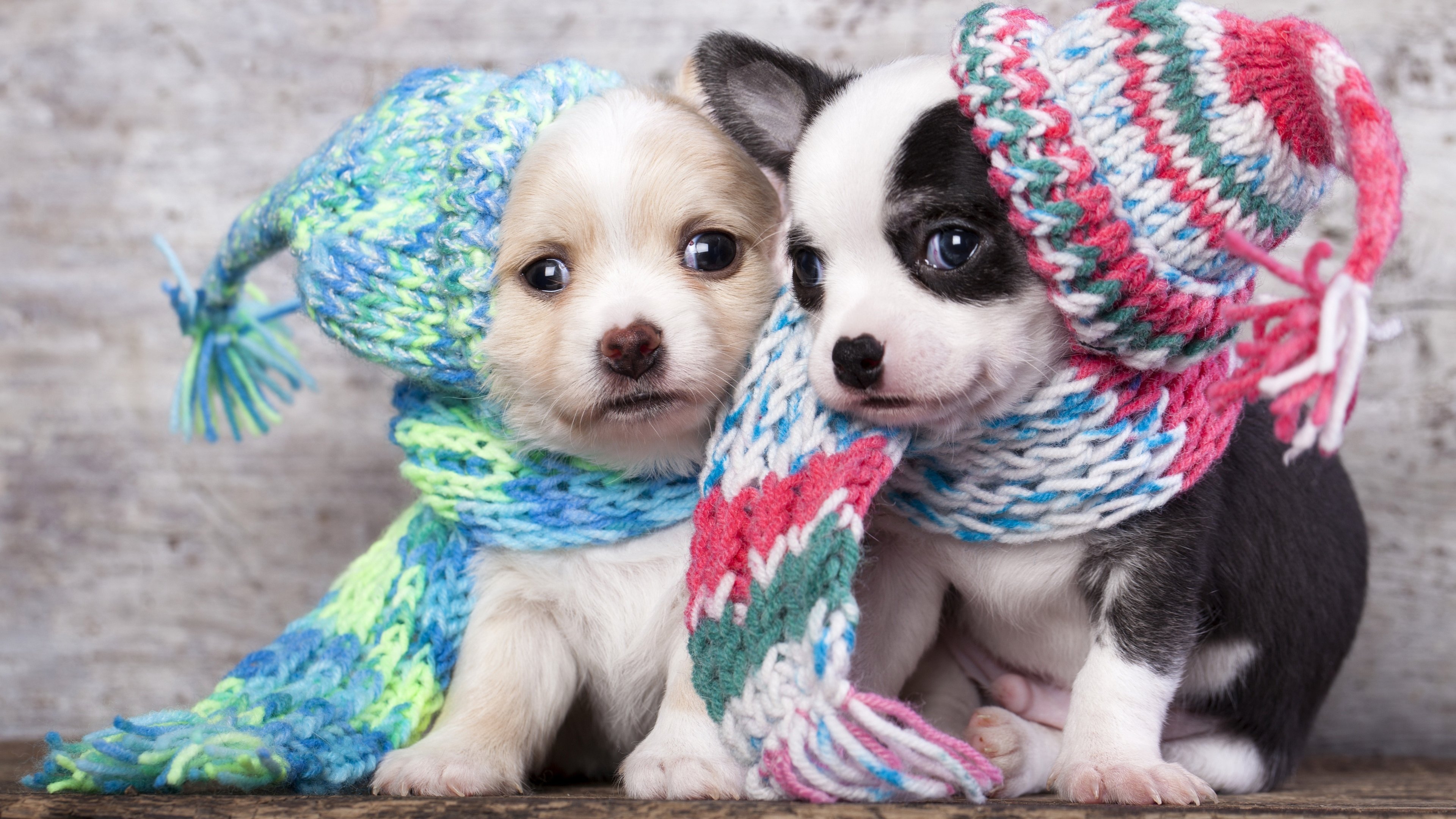 4K,萌宠,动物,汪星人,狗