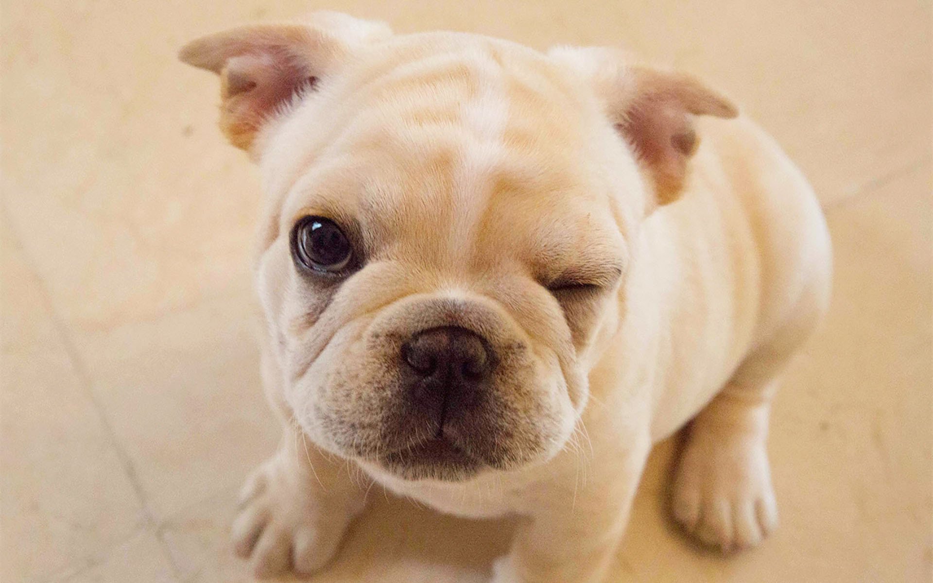 萌宠动物,汪星人,舔屏