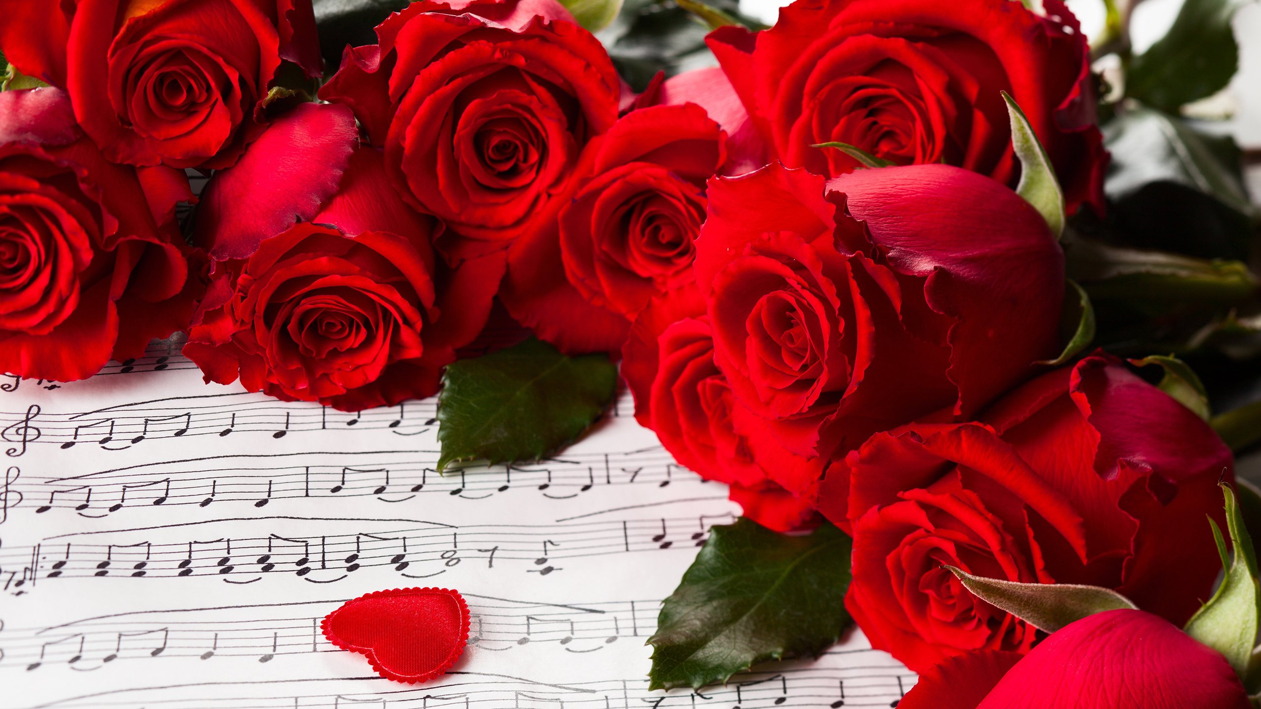 爱情,玫瑰,花卉